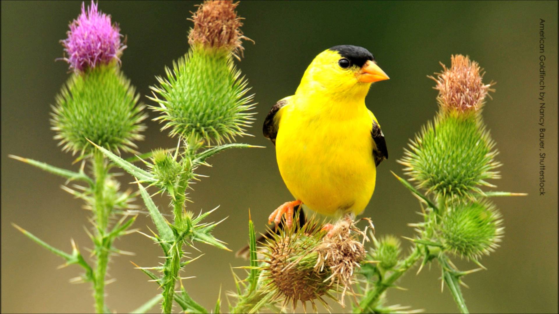American Goldfinch Song - YouTube