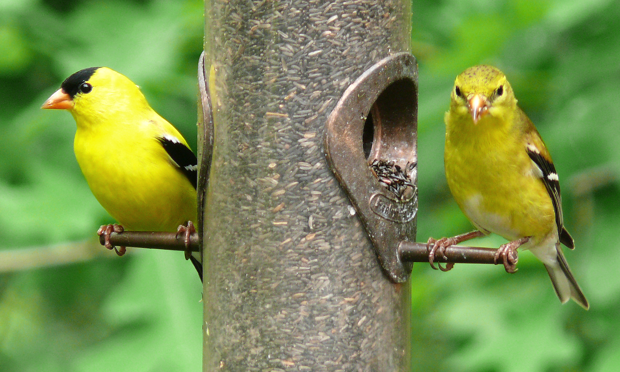 File:American Goldfinch-27527.jpg - Wikimedia Commons
