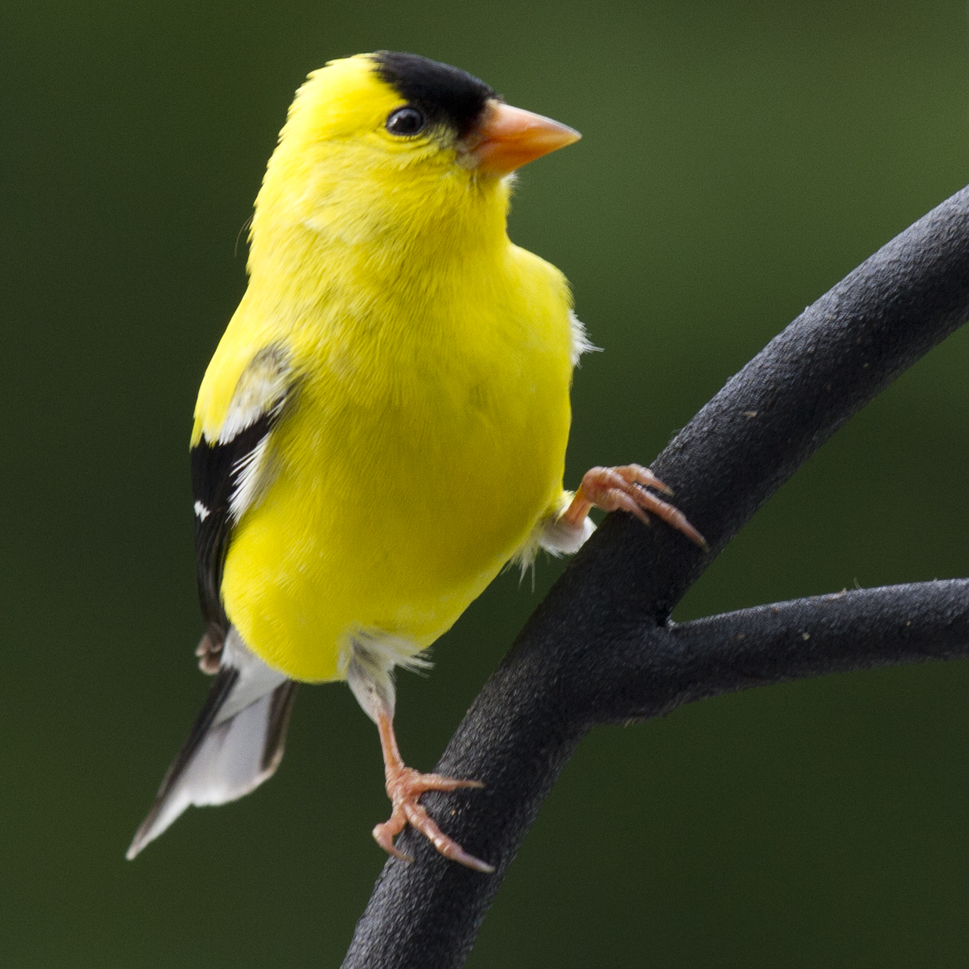 American Goldfinch | Birds of Pennsylvania