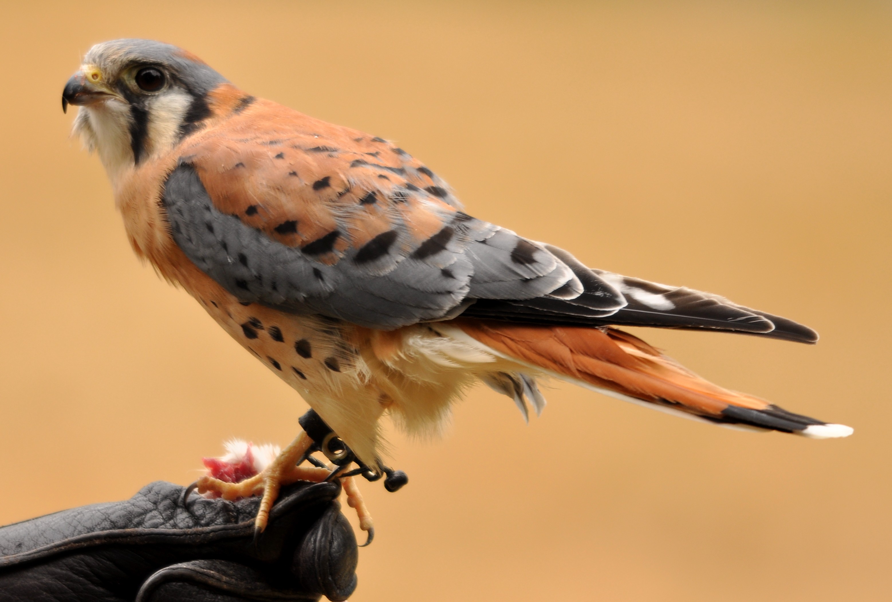 File:American Kestrel (Falco Sparverius)2.jpg - Wikimedia Commons