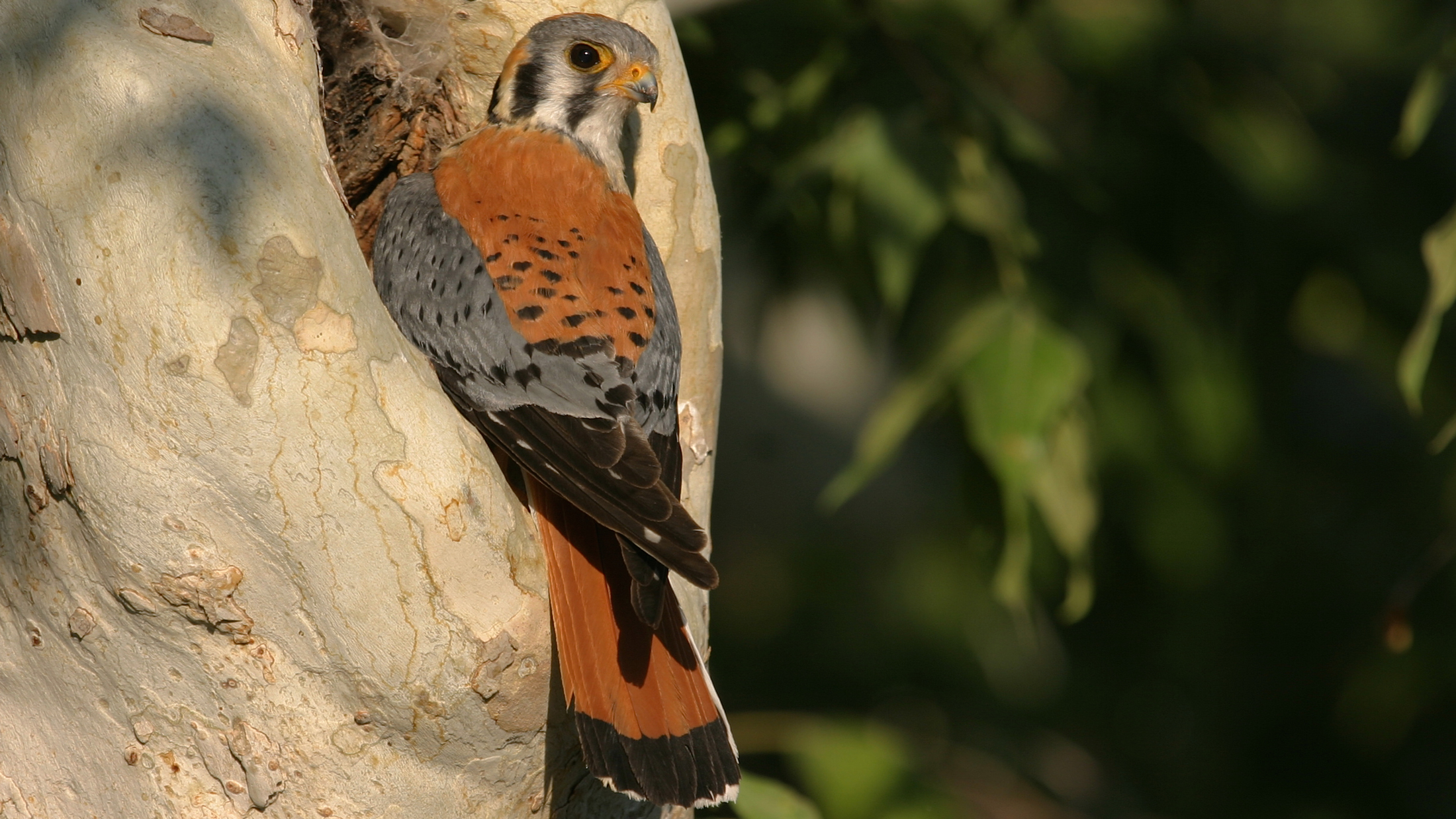 Fall in Love with the American Kestrel on Our Nest Cam – Cool Green ...