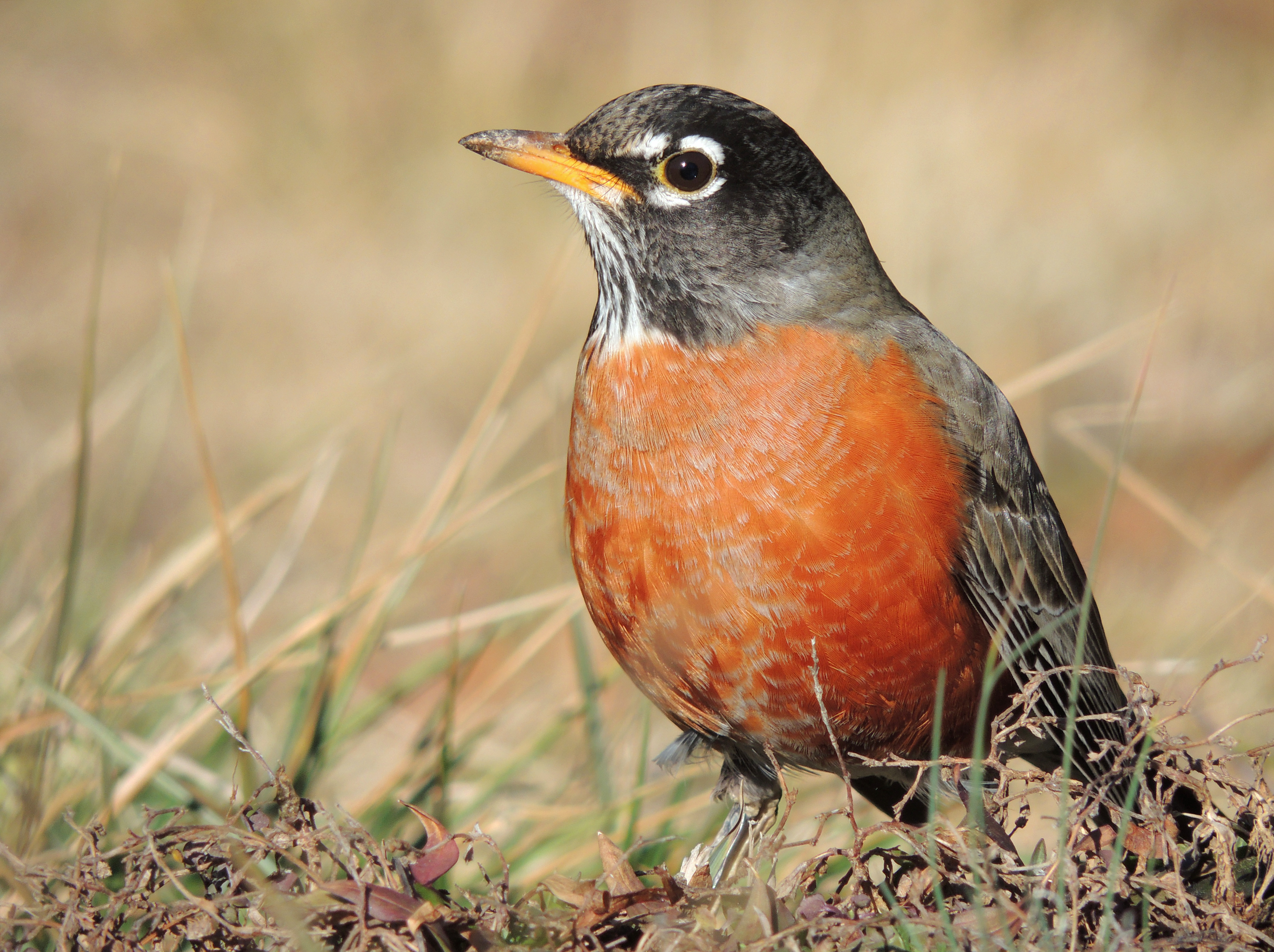 American robin photos found on the web.