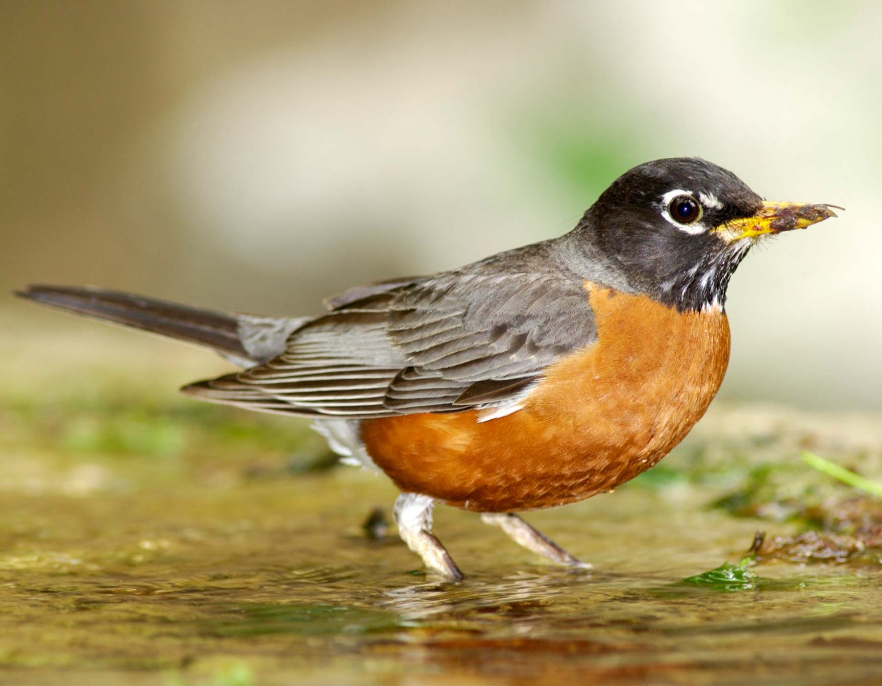 American Robin | MDC Discover Nature