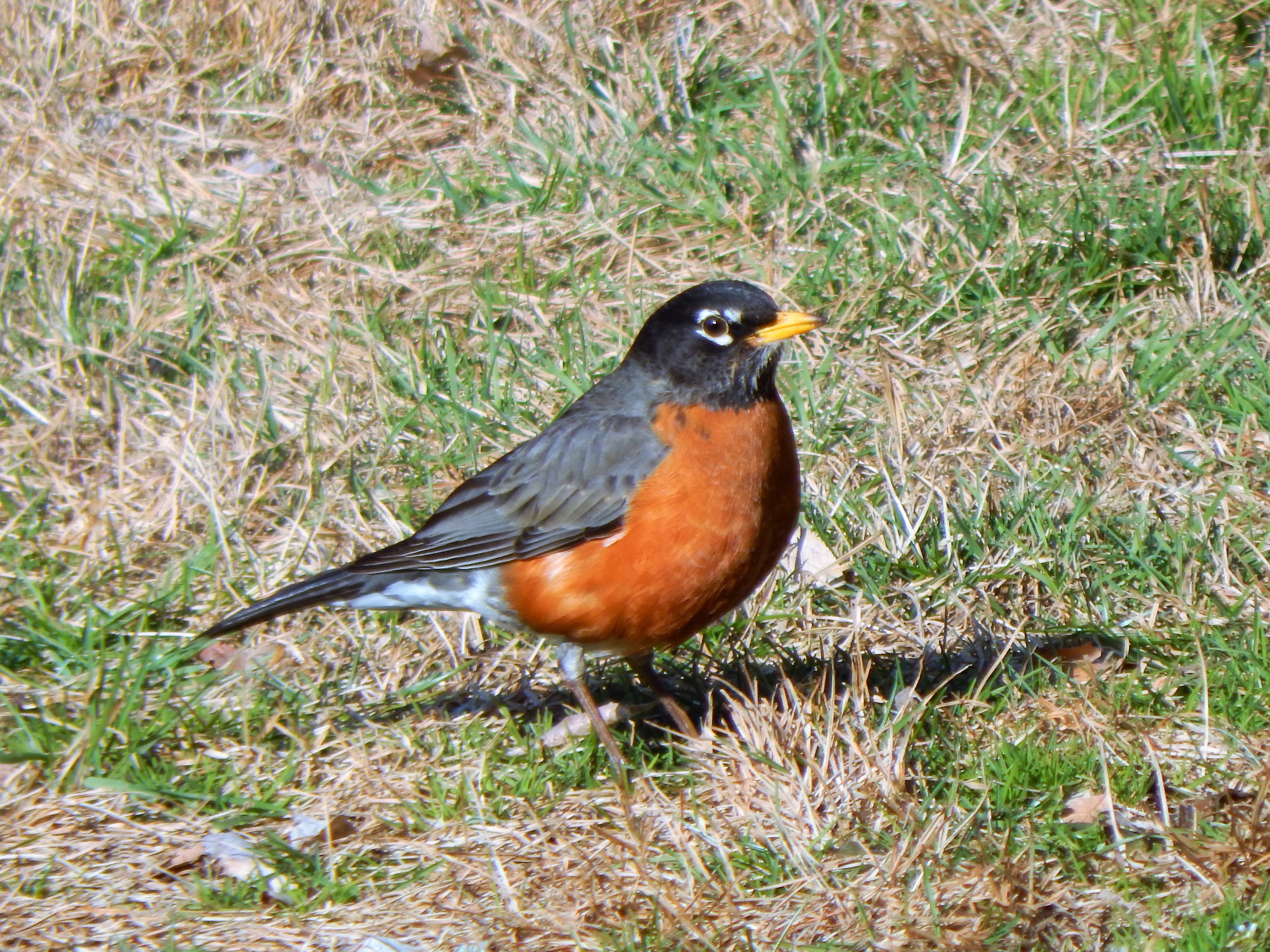 American Robin – Renegade Expressions