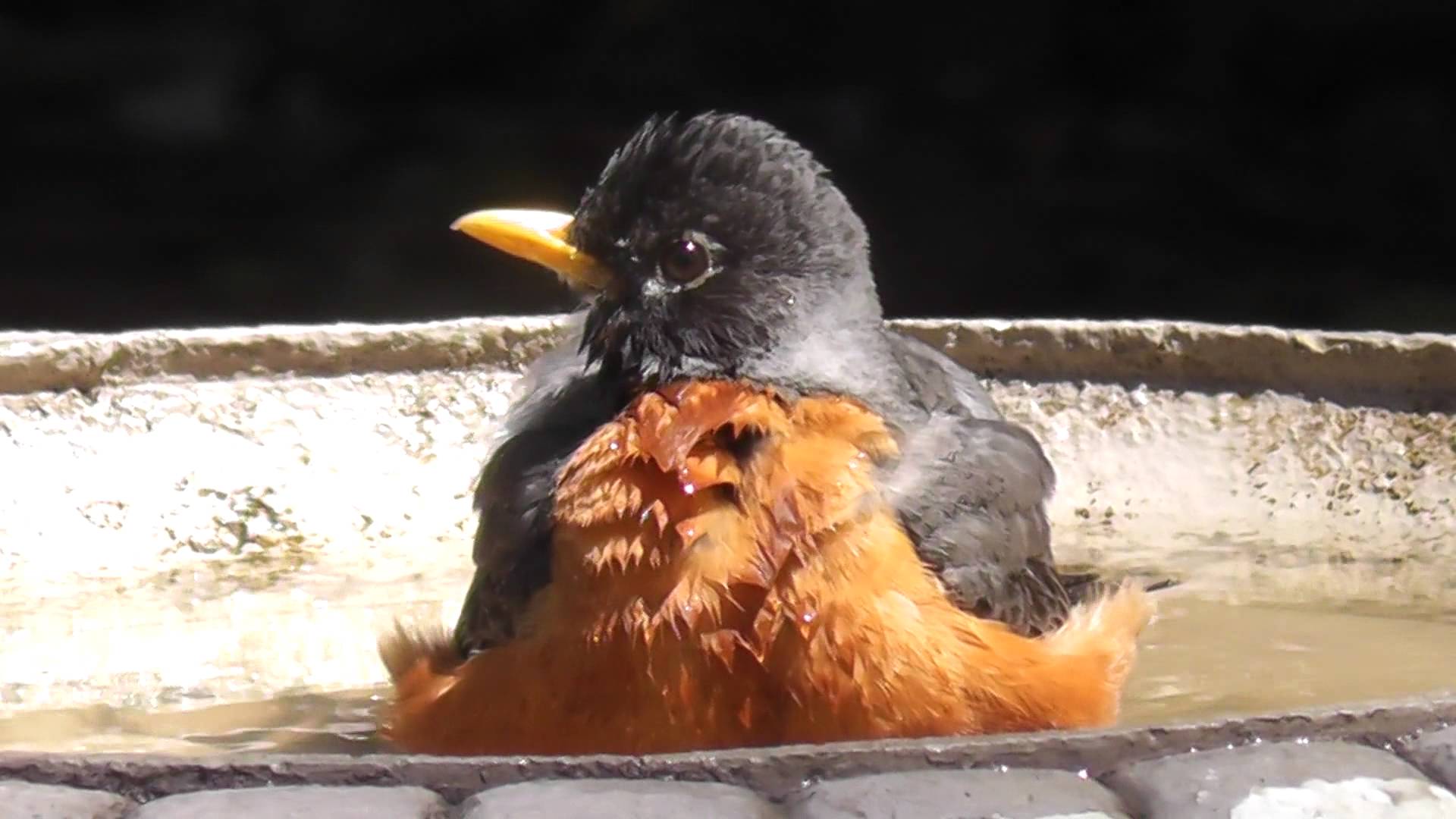 Very Cute Fluffy American Robin Bird Bath - Starling Invasion - YouTube
