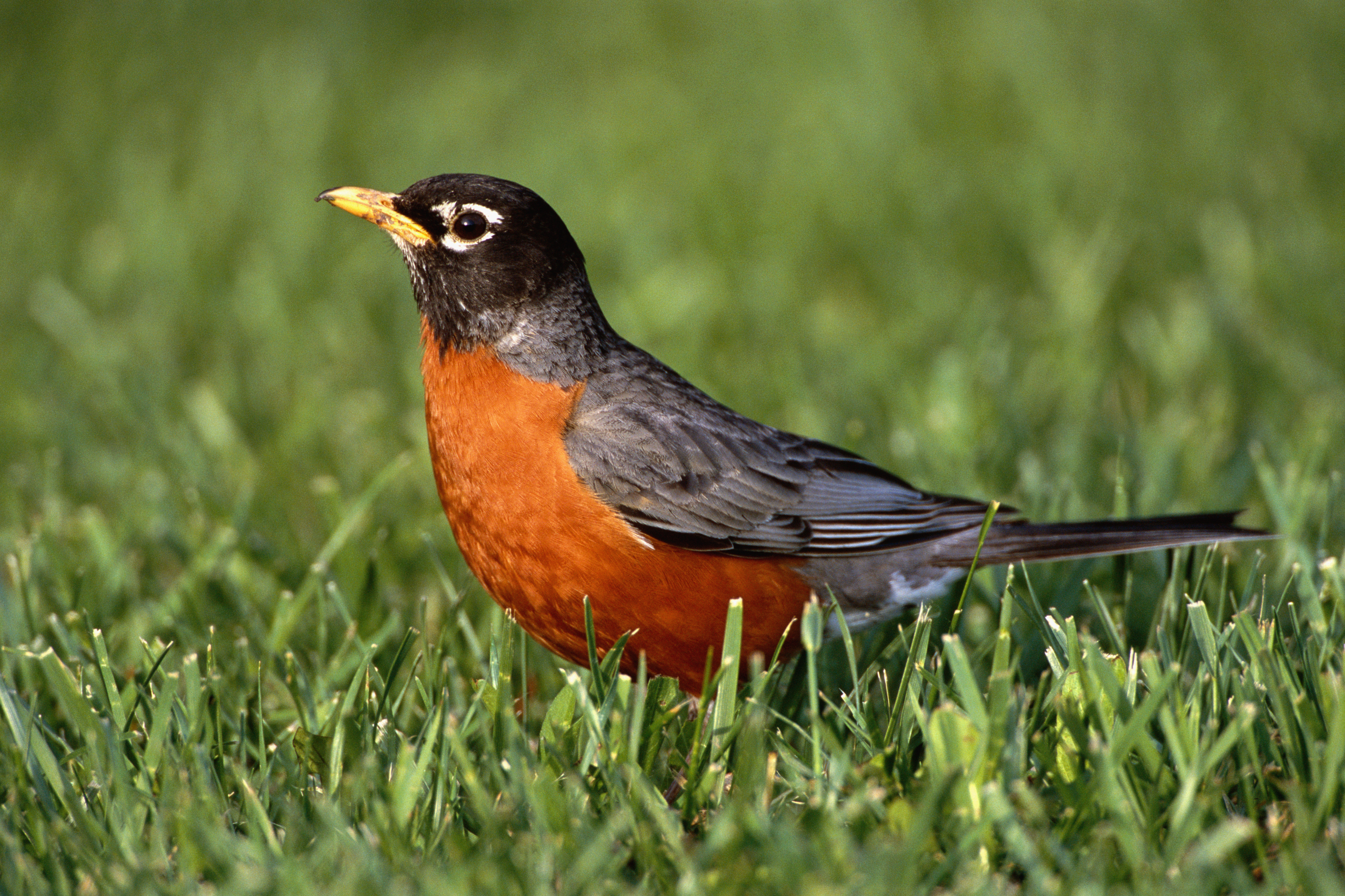 american-robin-standing-in-grass-field - Connecticut Pictures ...