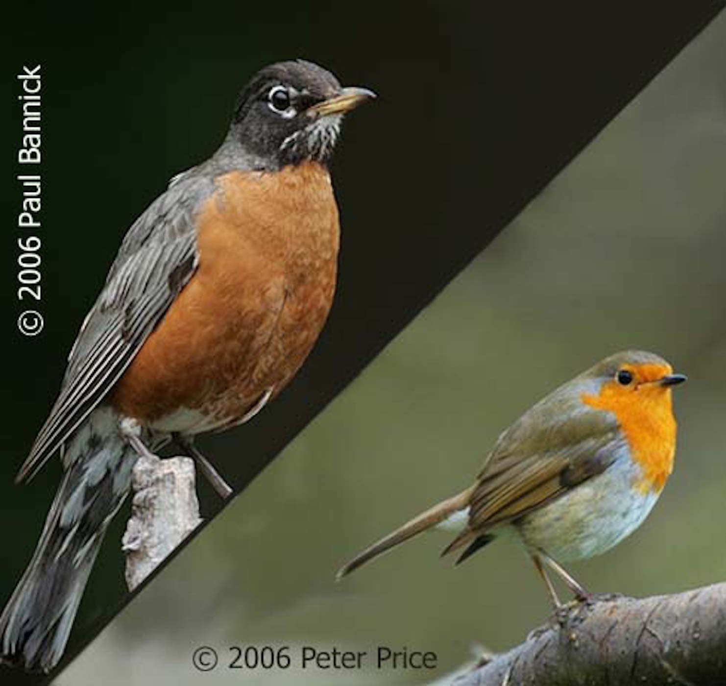 How the Robin Got Its Name | BirdNote