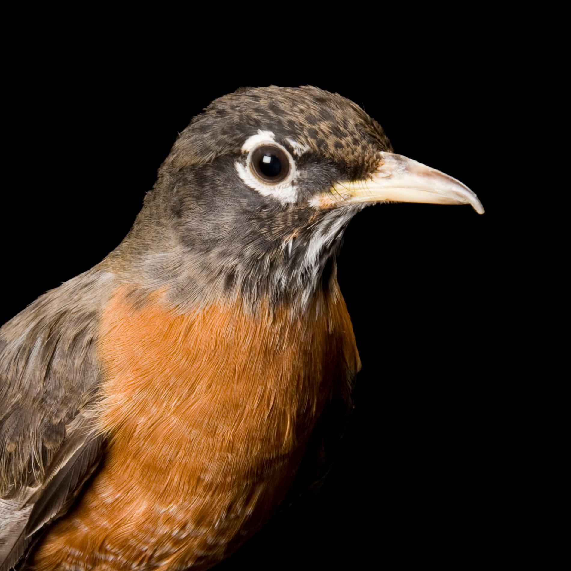 American Robin | National Geographic