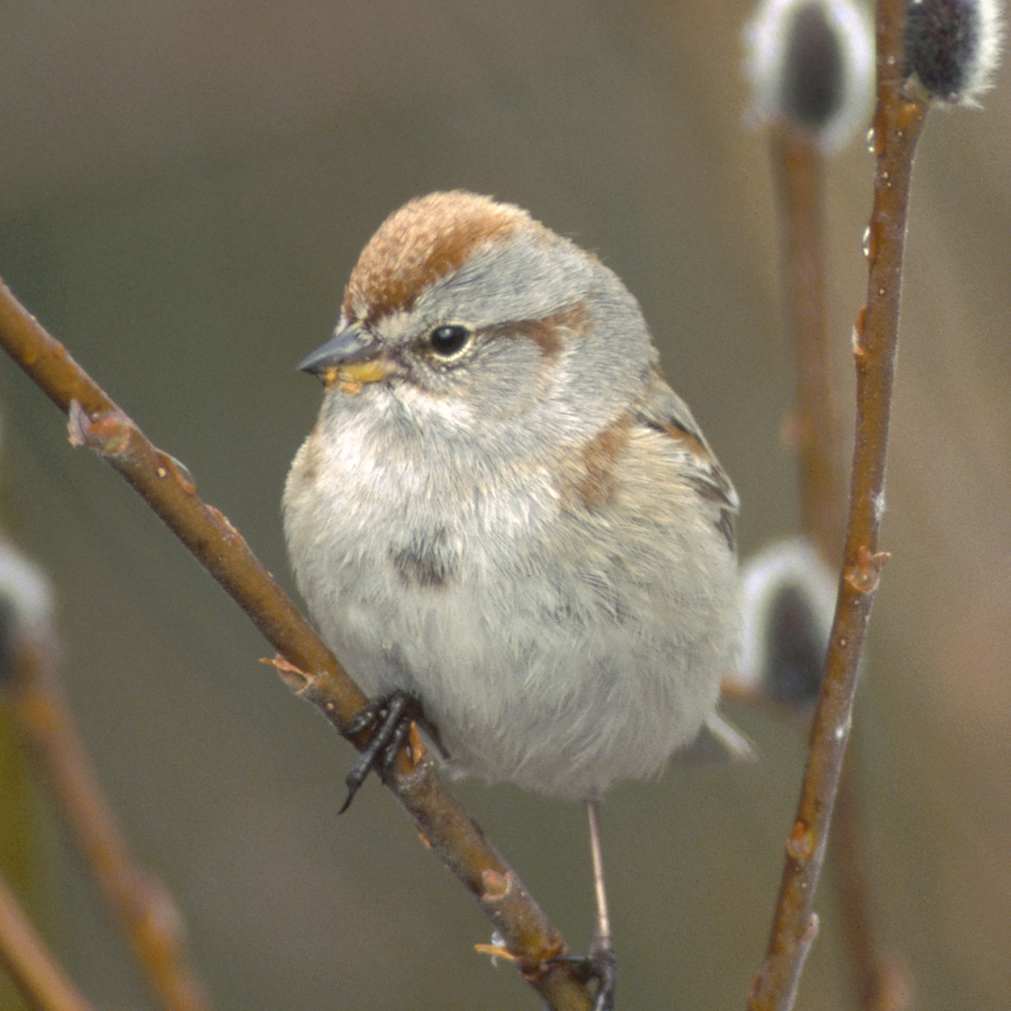 American Tree Sparrow | National Geographic
