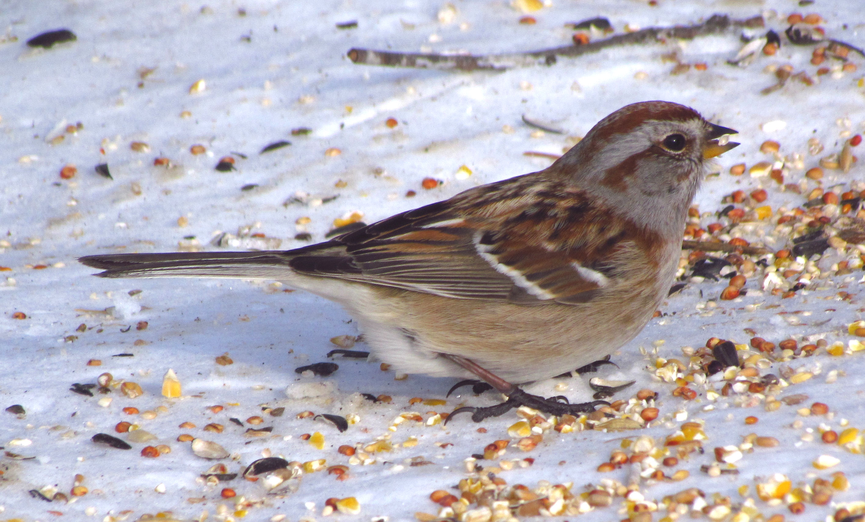 File:American Tree Sparrow, Shirleys Bay.jpg - Wikimedia Commons