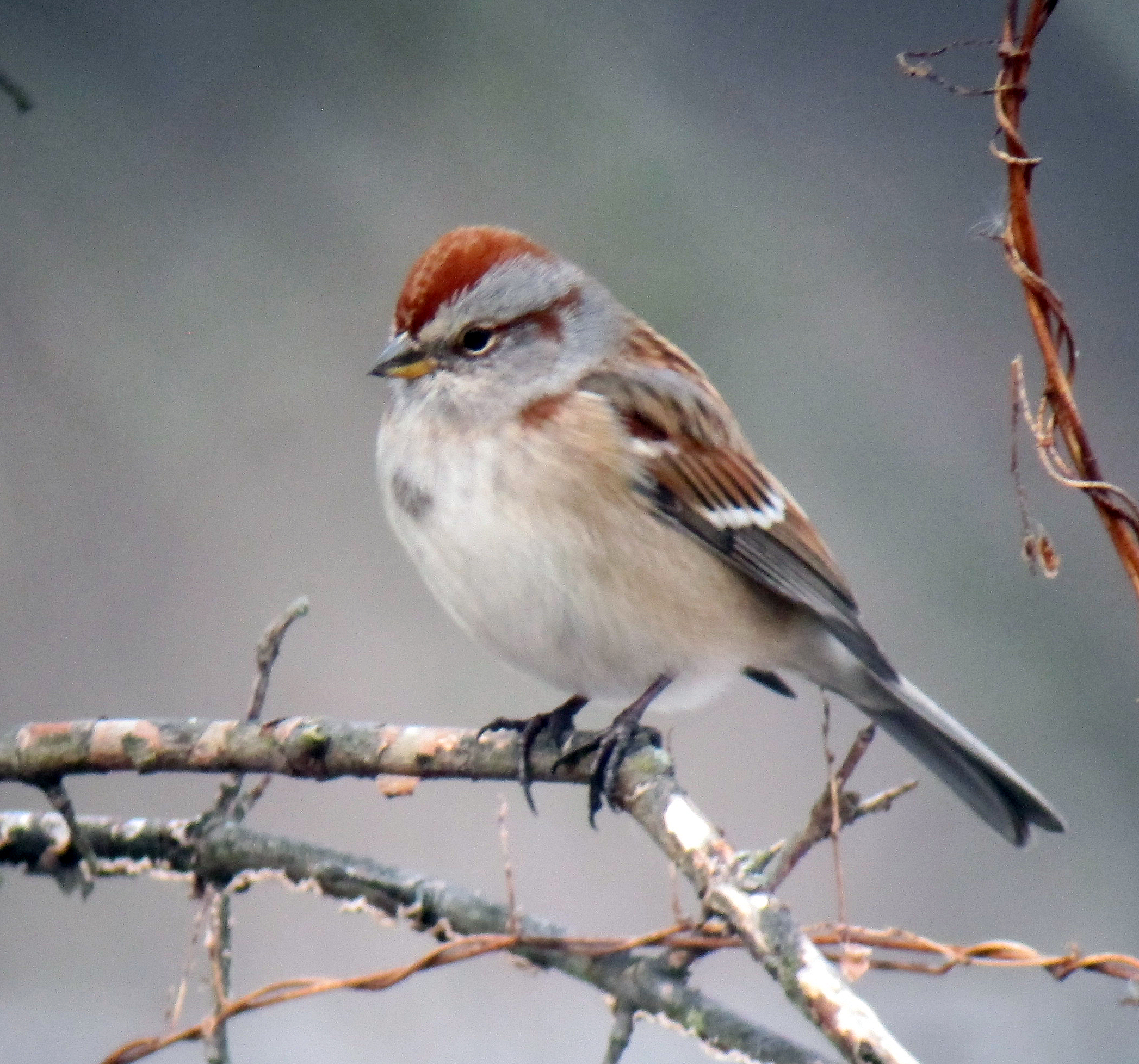 American Tree Sparrow, Troy Meadows, NJ, Jan. 6, 2013 | mocosocoBirds