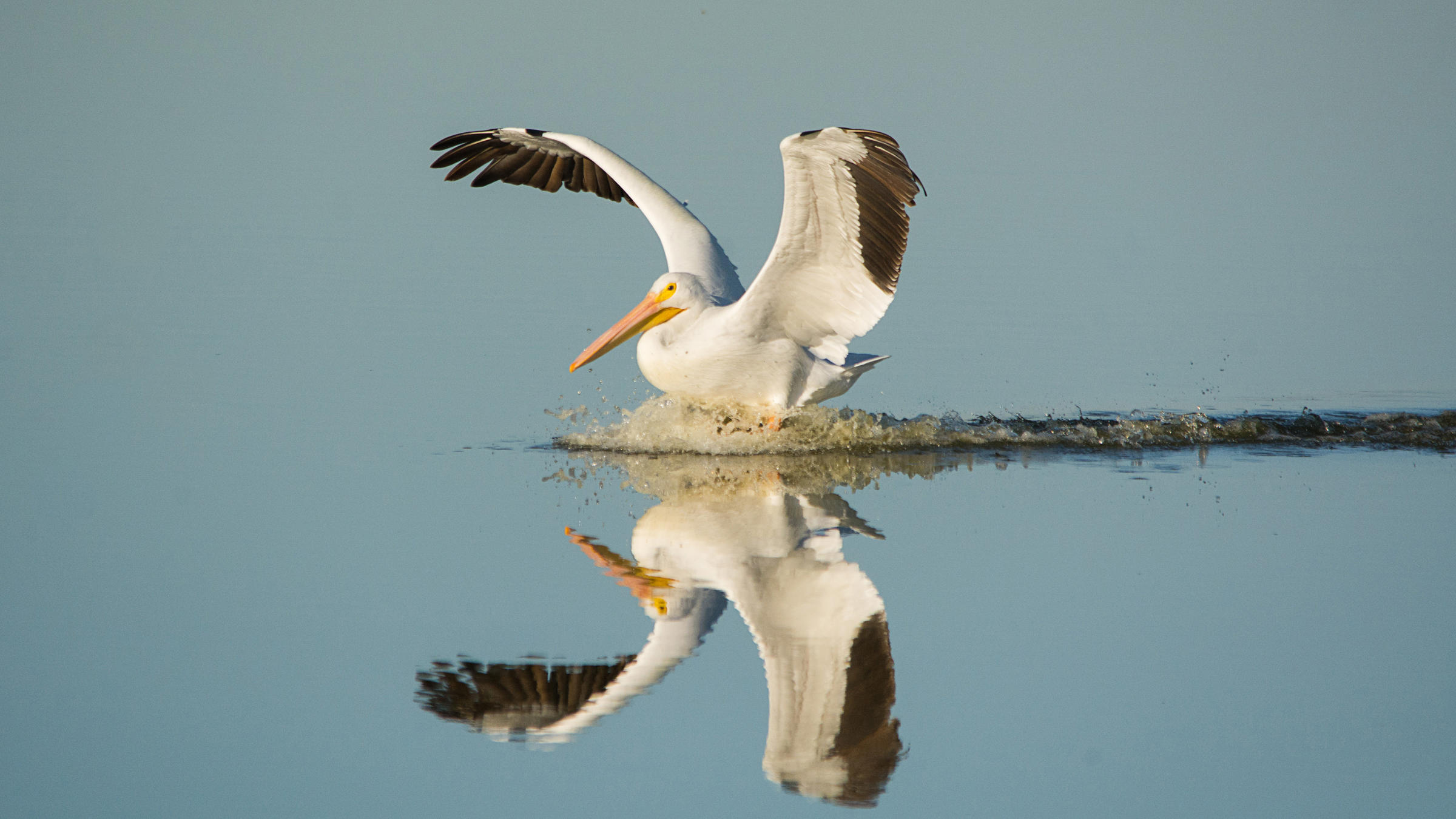 White pelican photo
