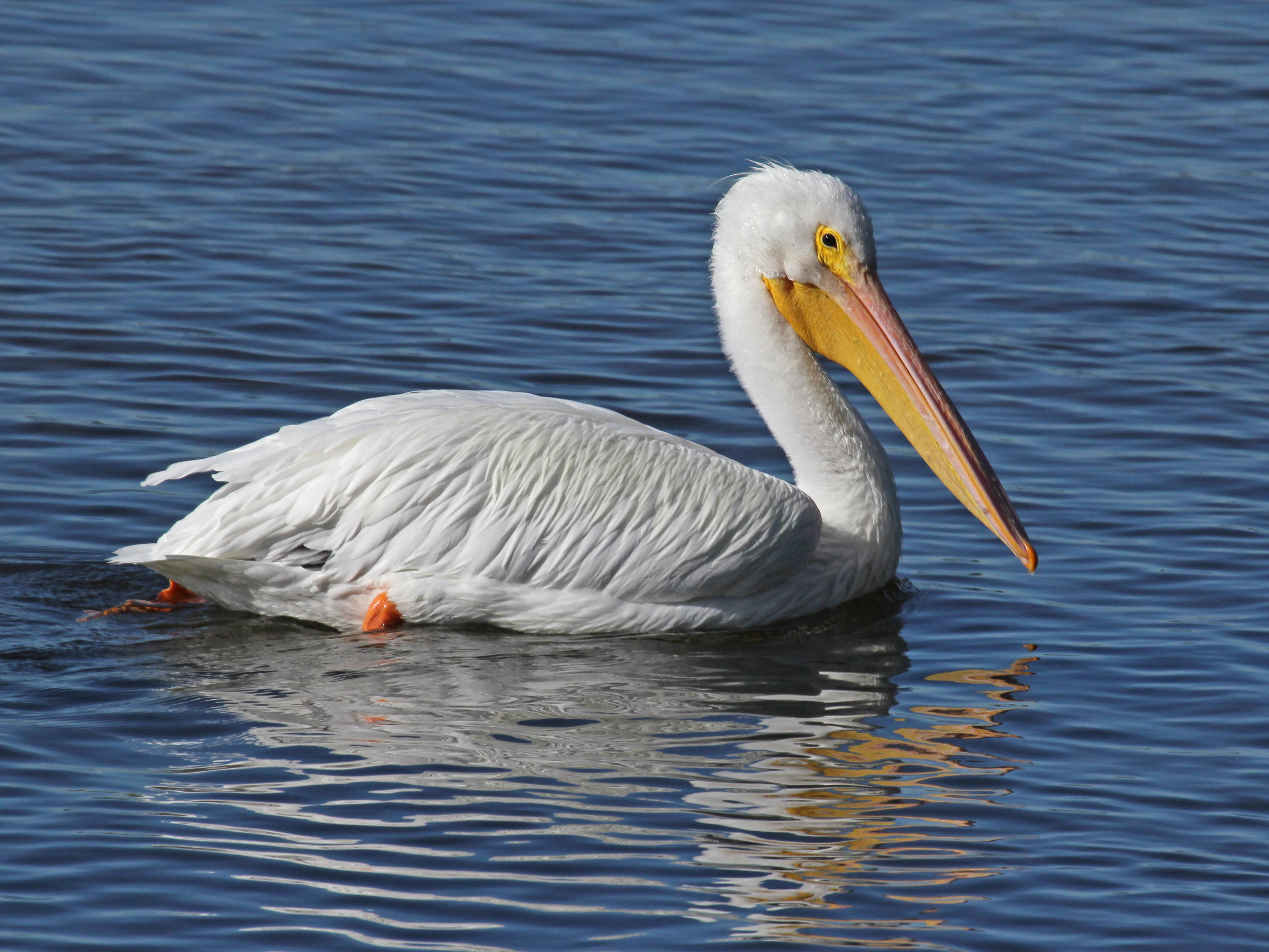 File:American White Pelican RWD.jpg - Wikimedia Commons