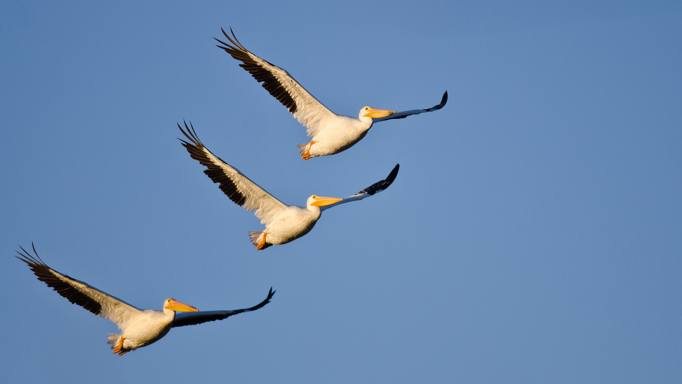 American White Pelican – Colorado Birding Trail
