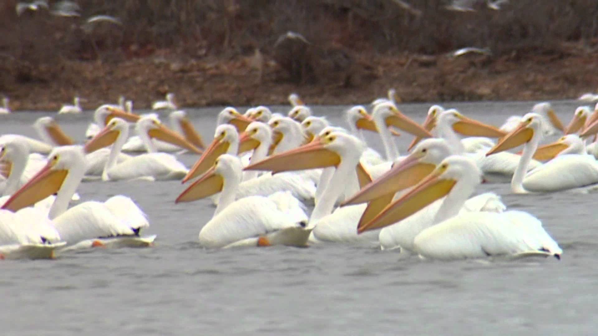 American White Pelicans in Kentucky - YouTube