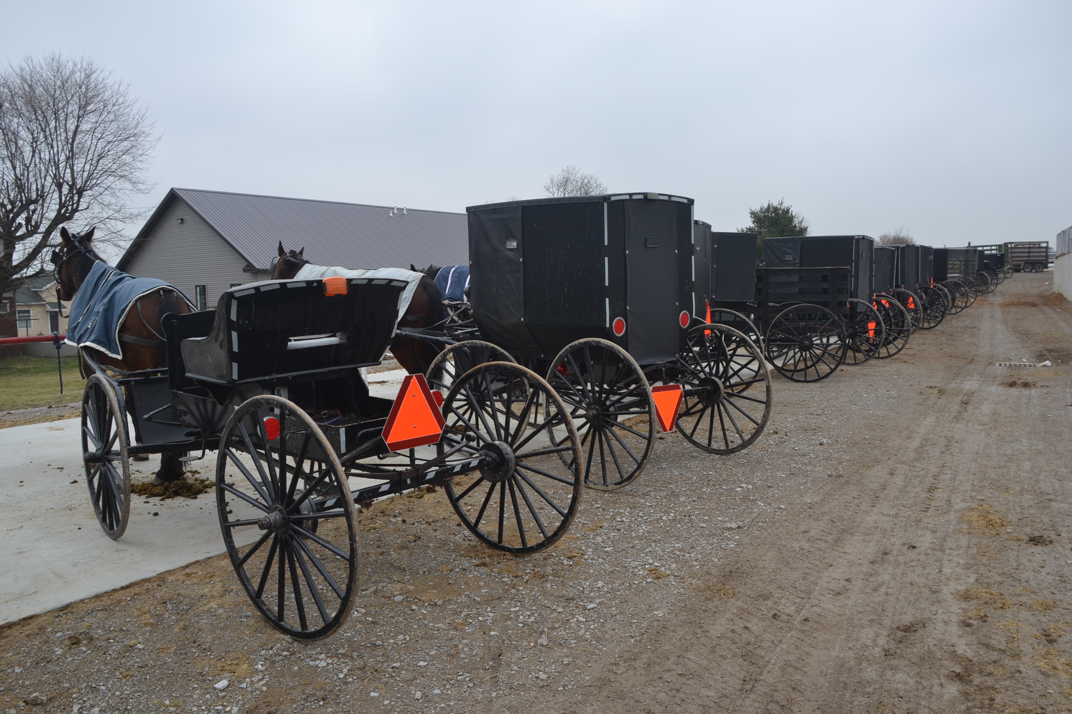 All about Amish buggies | Roadkill Crossing