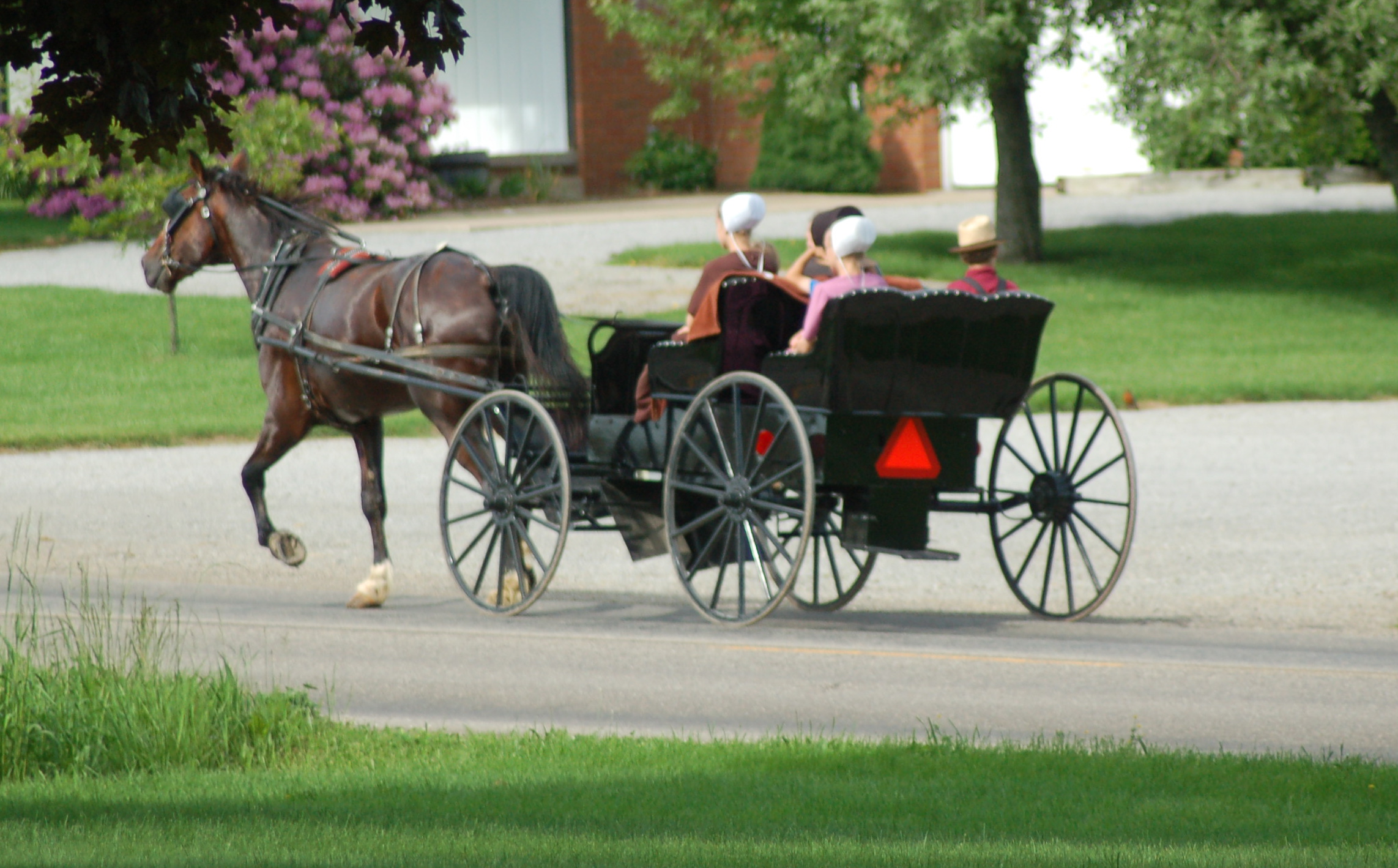 The pleasure and perils of driving in Amish country | Roadkill Crossing