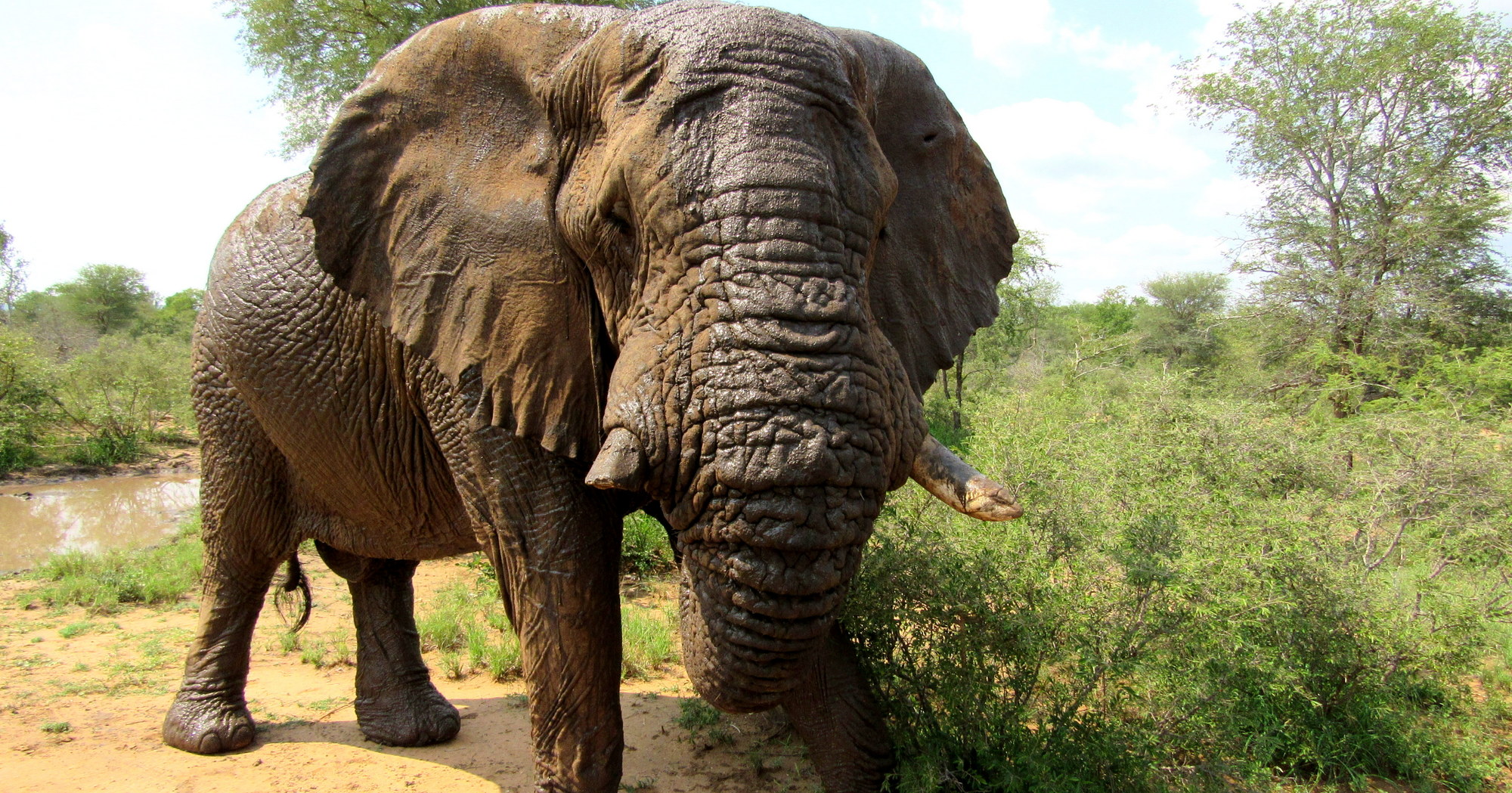 The problem of an elephant bull who just wants to stay home