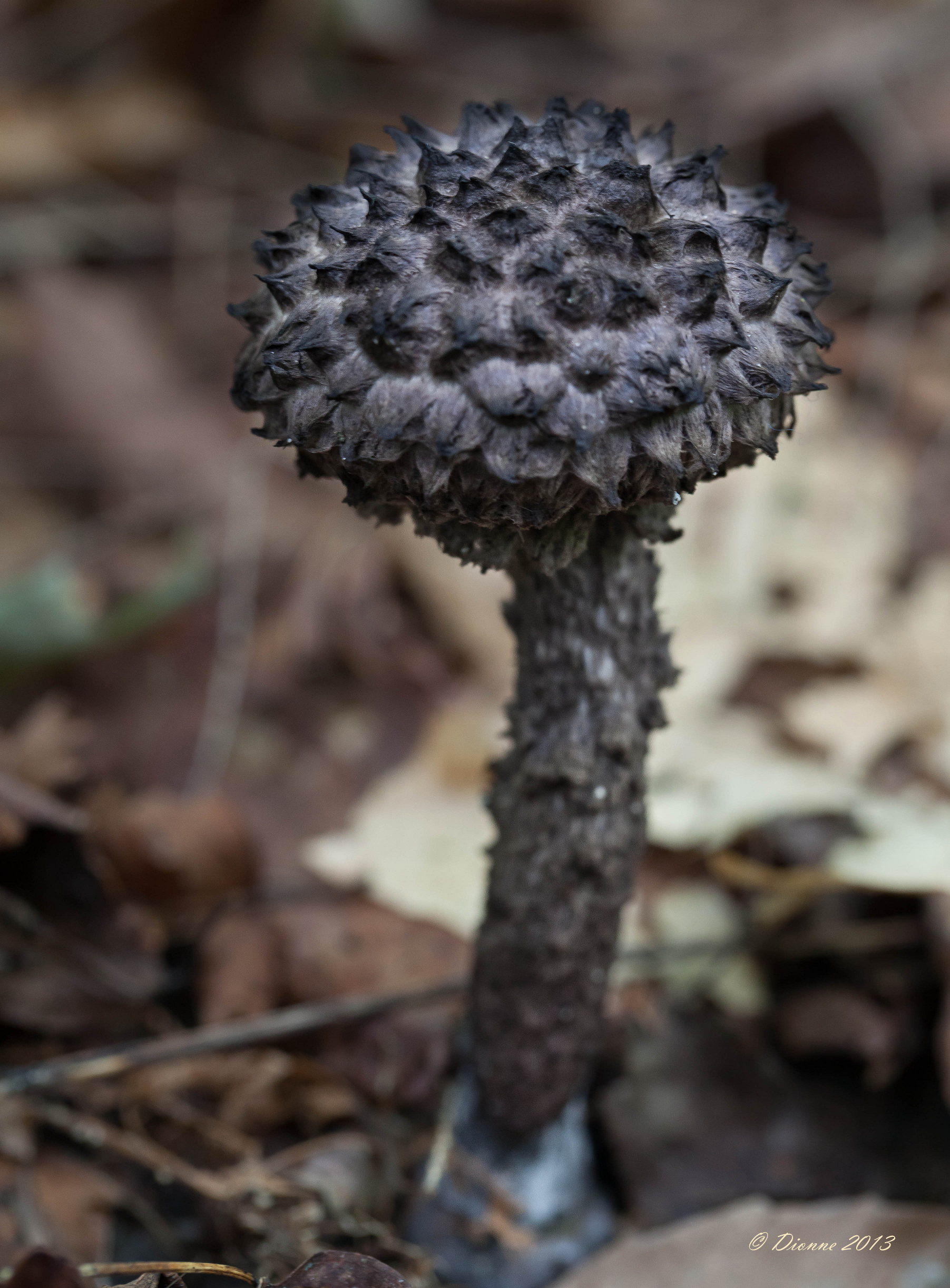 AMC-NH | Gallery & Guide to NH Fungi