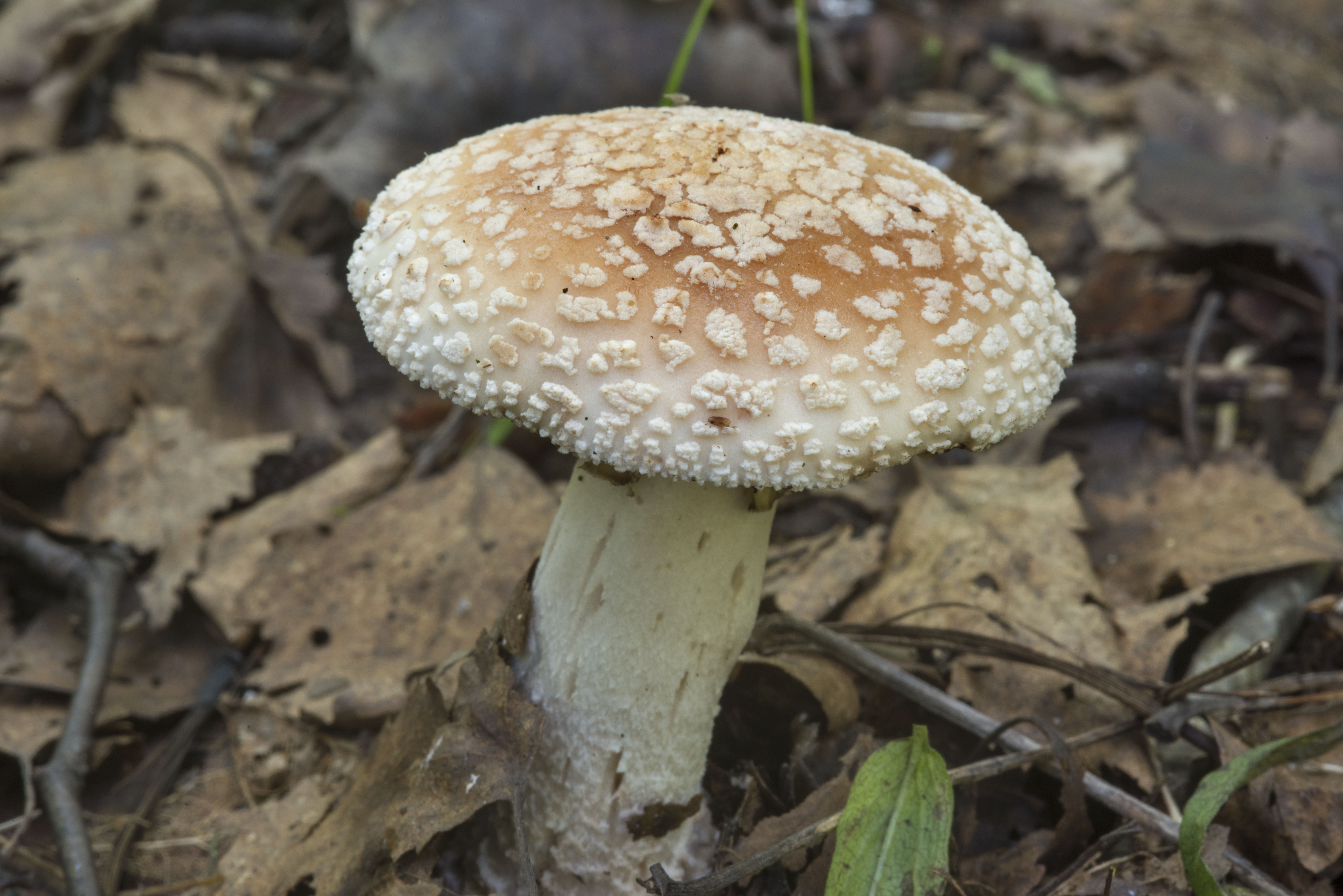 Photo 2099-23: Blusher mushroom (Amanita rubescens) on an old ...