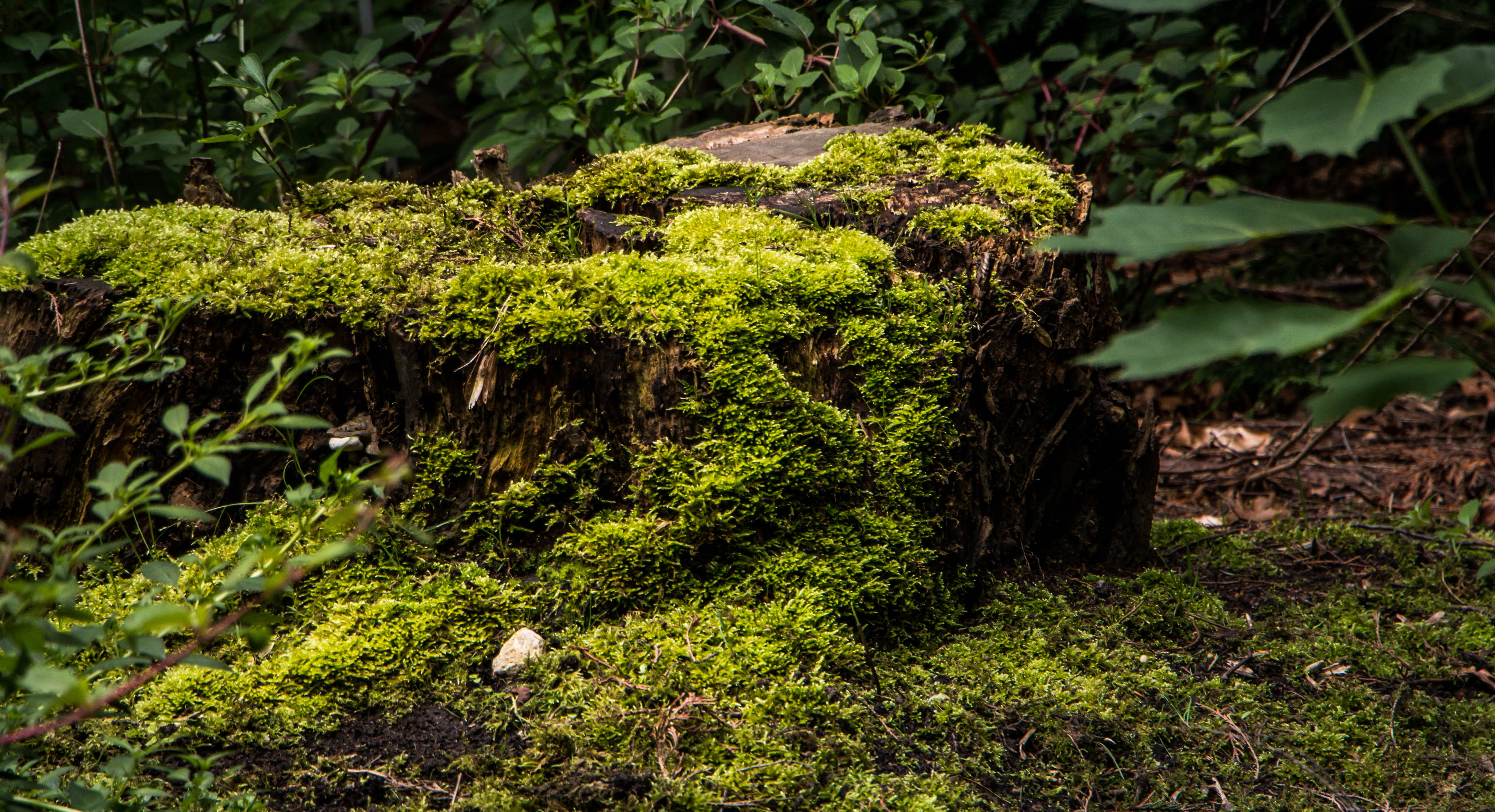 An old stump overtaken by moss photo
