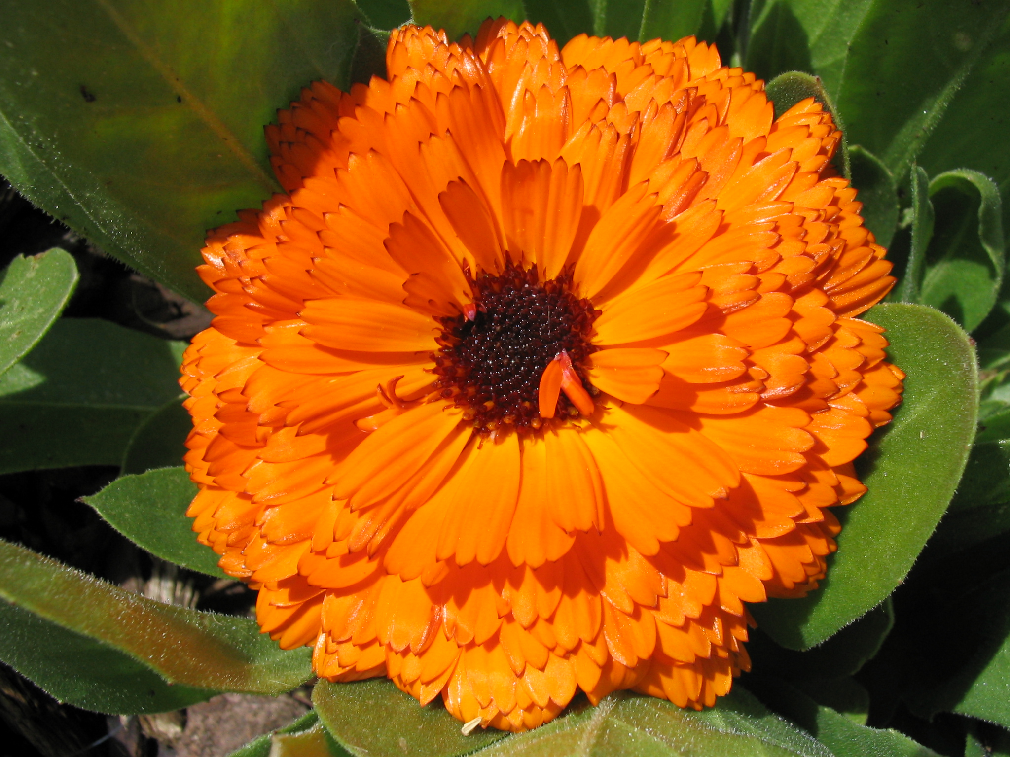 An orange flower photo