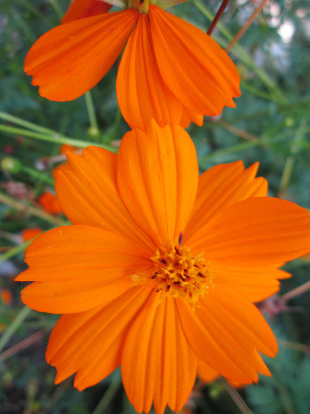Orange Flowers for the Texas Landscape | Lisa's Landscape & Design