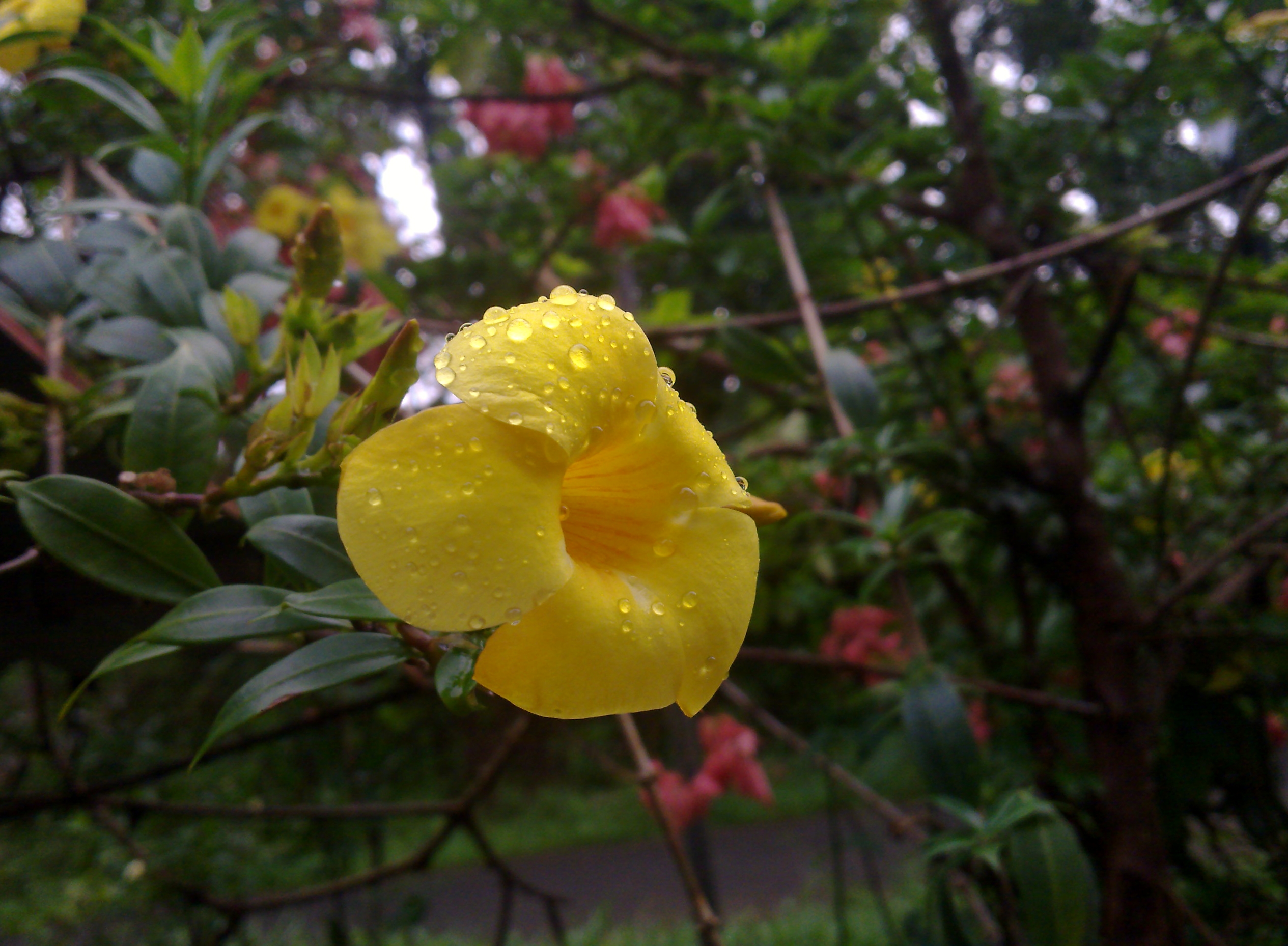 An yellow flower with water drops photo