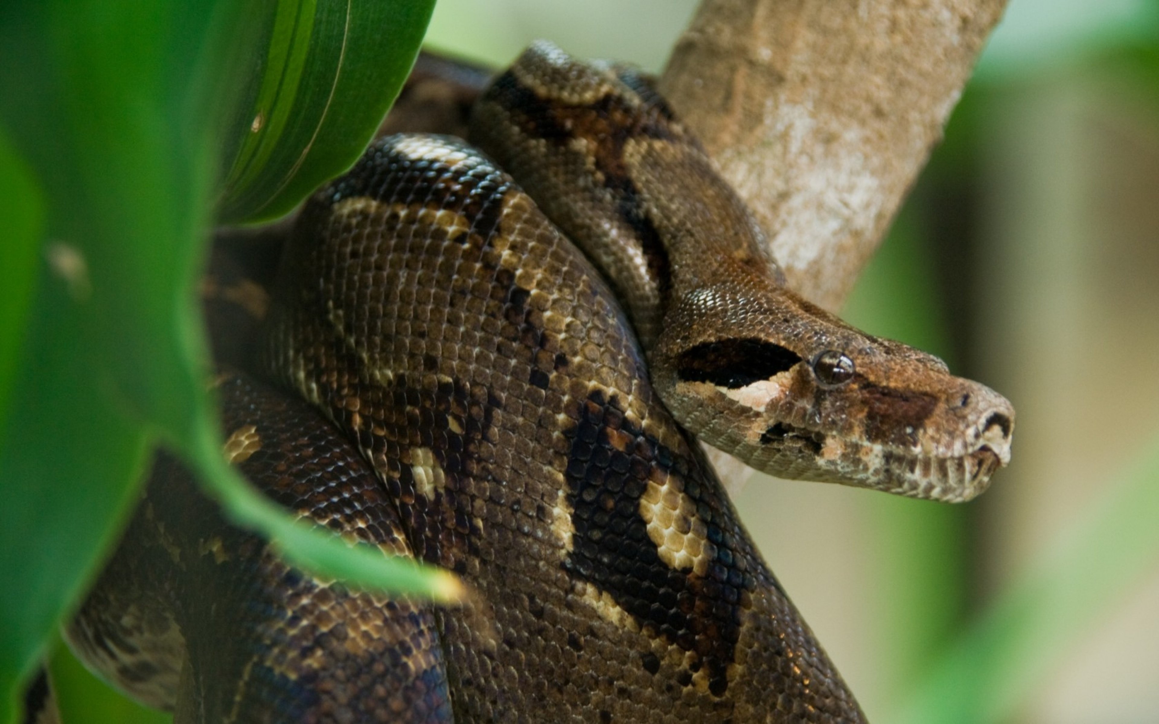 Anaconda in tree photo