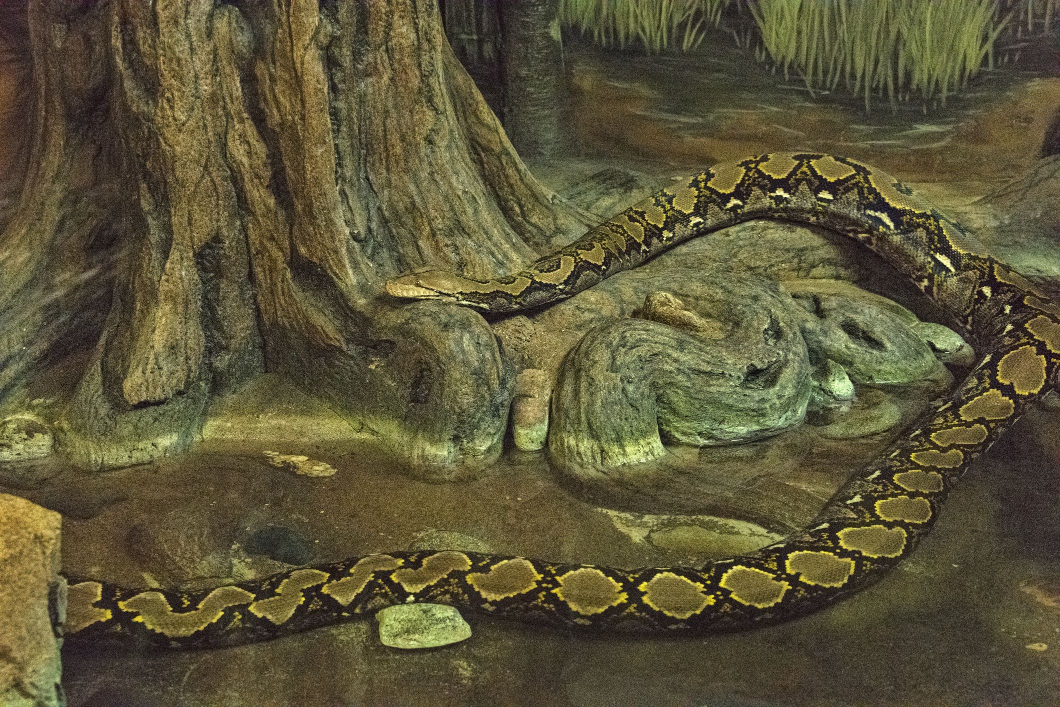 Was a Giant Snake Really Found in the Red Sea?