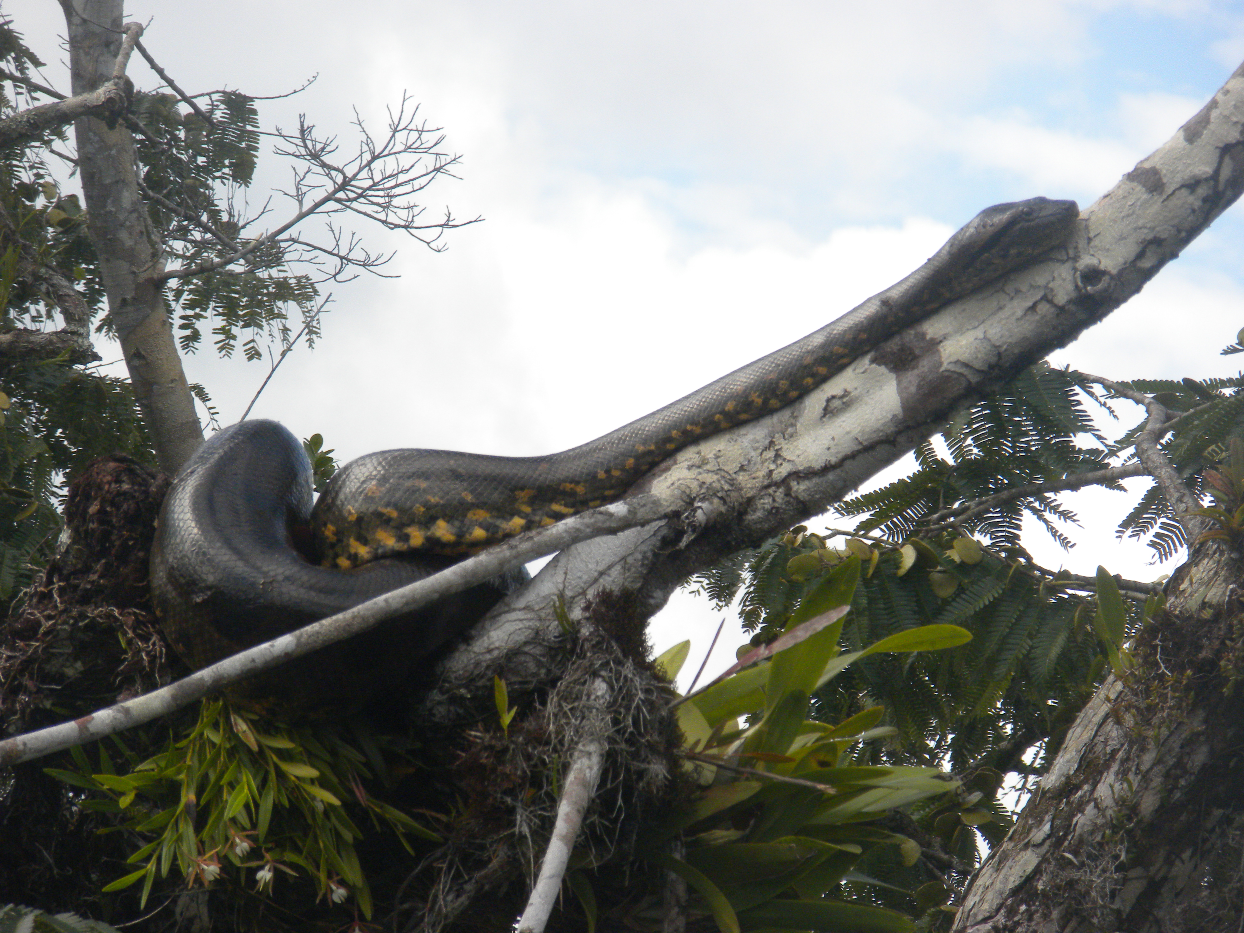 Anacondas, Piranhas, and Caimans: The Ecuadorian Amazon | CampusY Blog