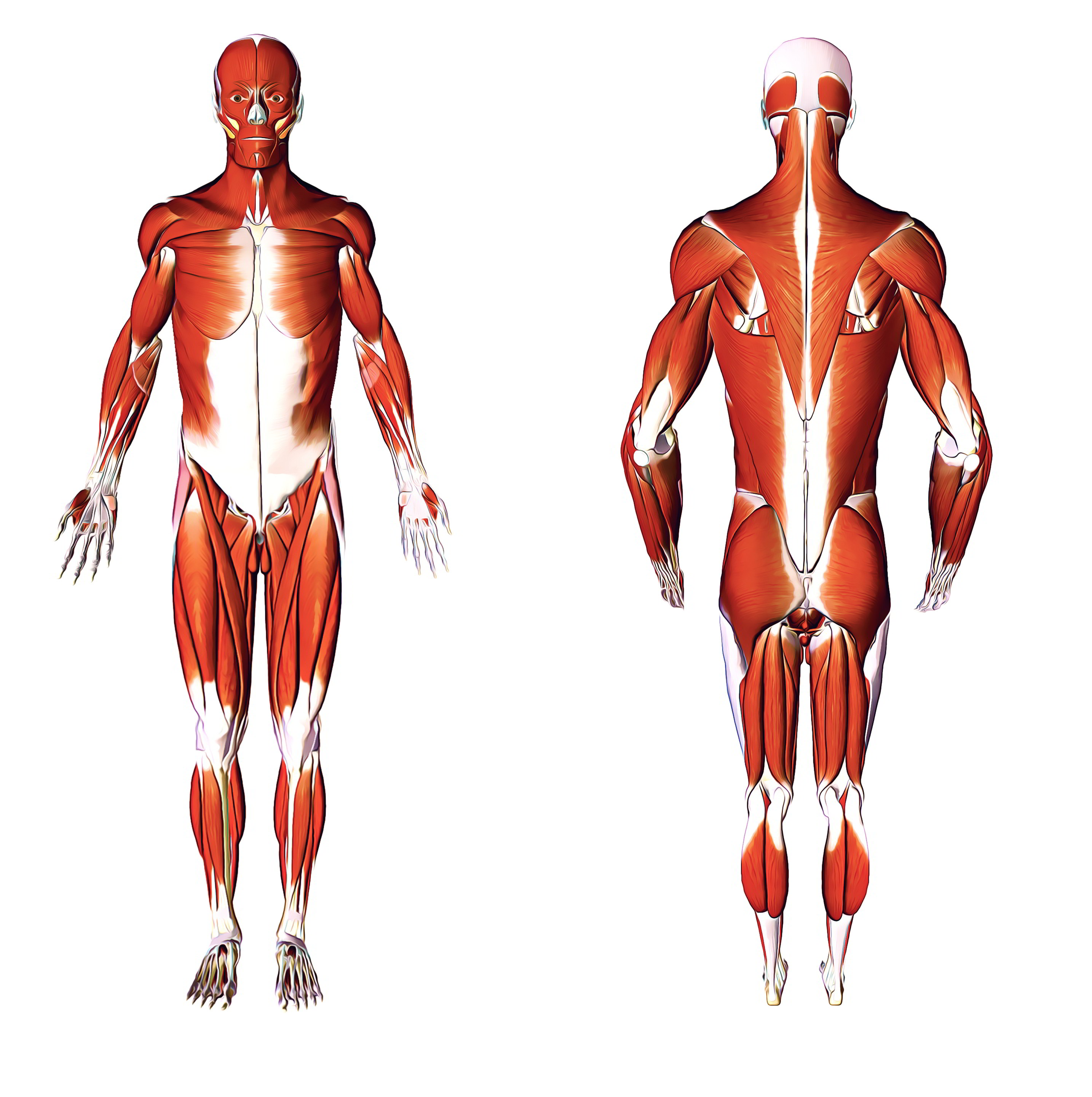 Human Anatomy – Learn Everything About the Human Body!