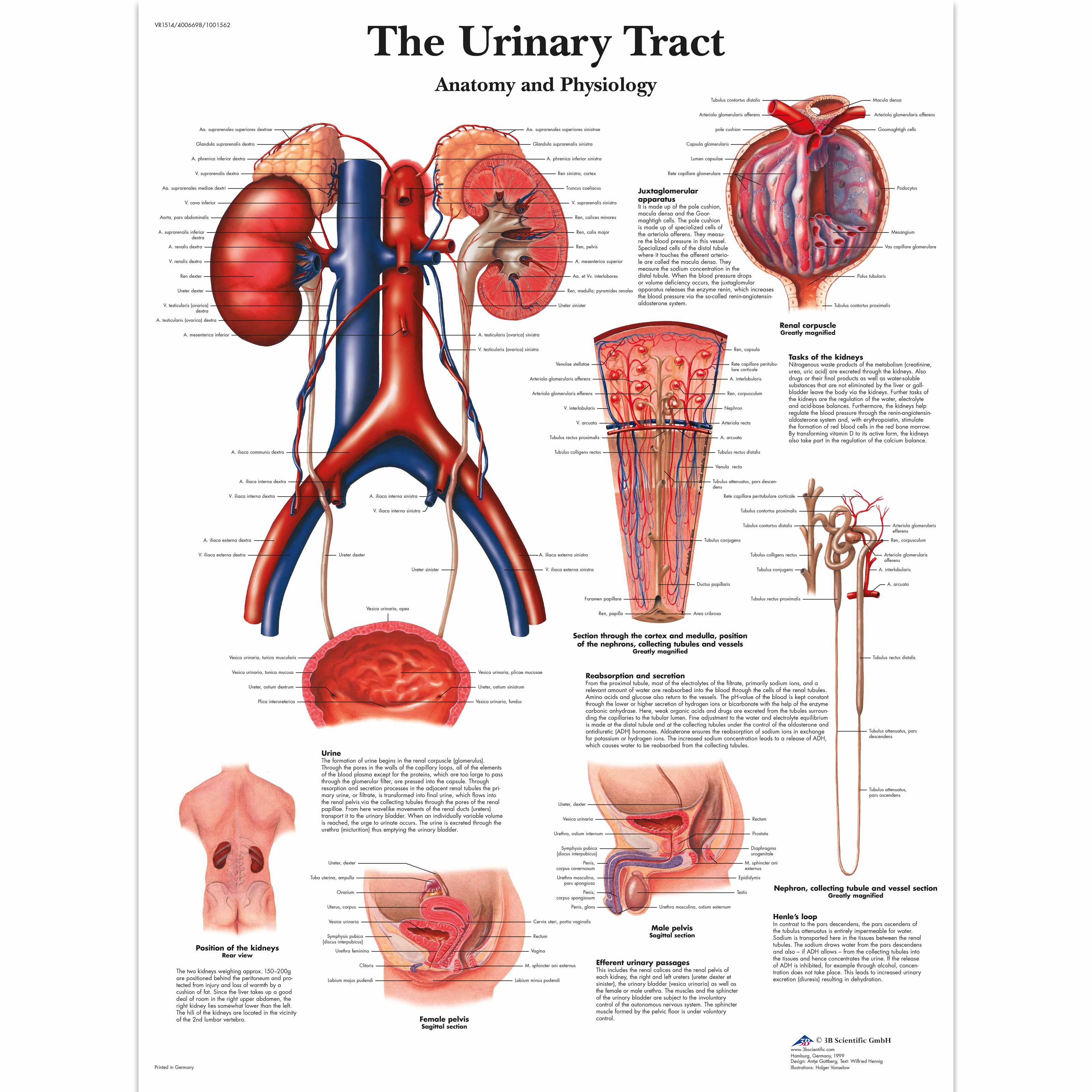 The Urinary Tract - Anatomy and Physiology - 1001562 - VR1514L ...
