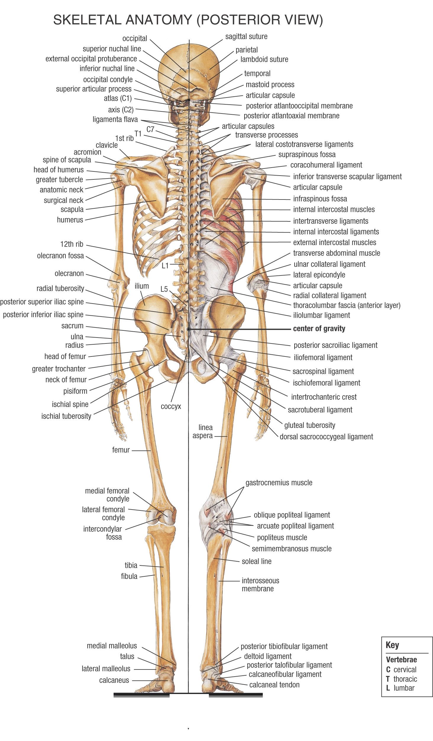 human anatomy | of the human body contains many different systems ...