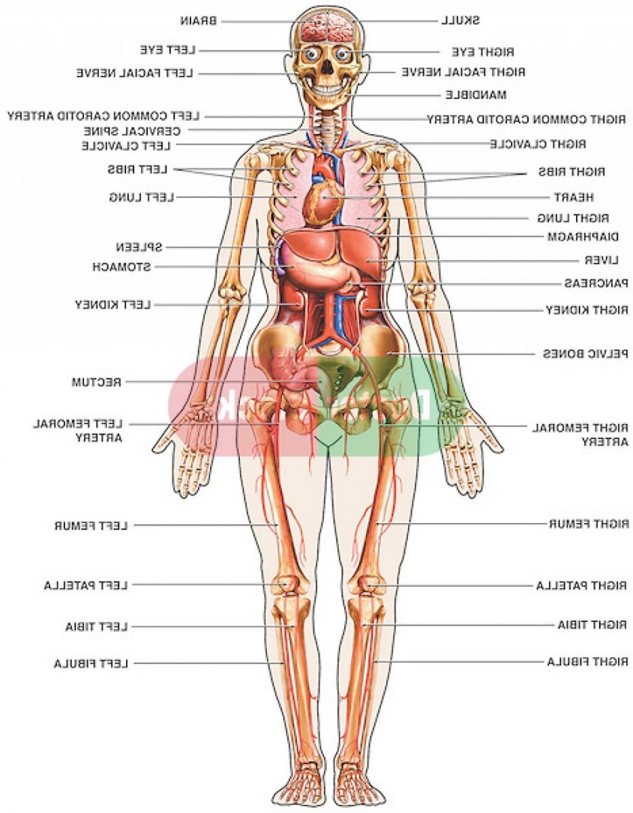 Human Body Anatomy Diagram
