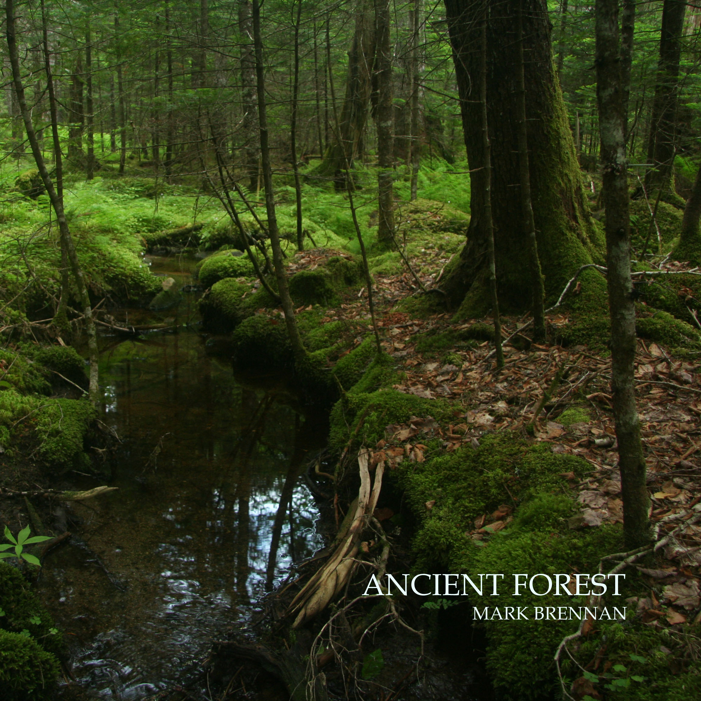 Ancient Forest, Wild Earth Voices, Nature Sounds |