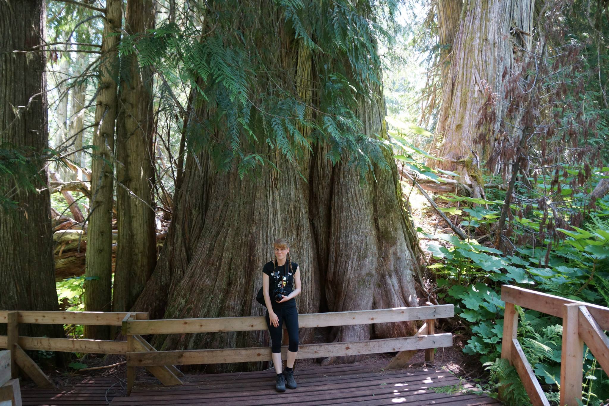 Photo of the Day: Ancient Forest, BC, Canada. | Life, Love and Adventure