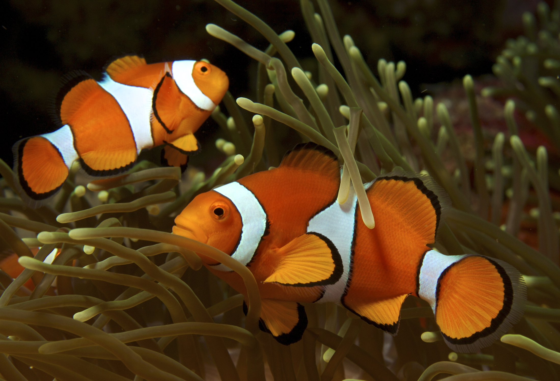 File:Amphiprion ocellaris (Clown anemonefish) PNG by Nick Hobgood ...