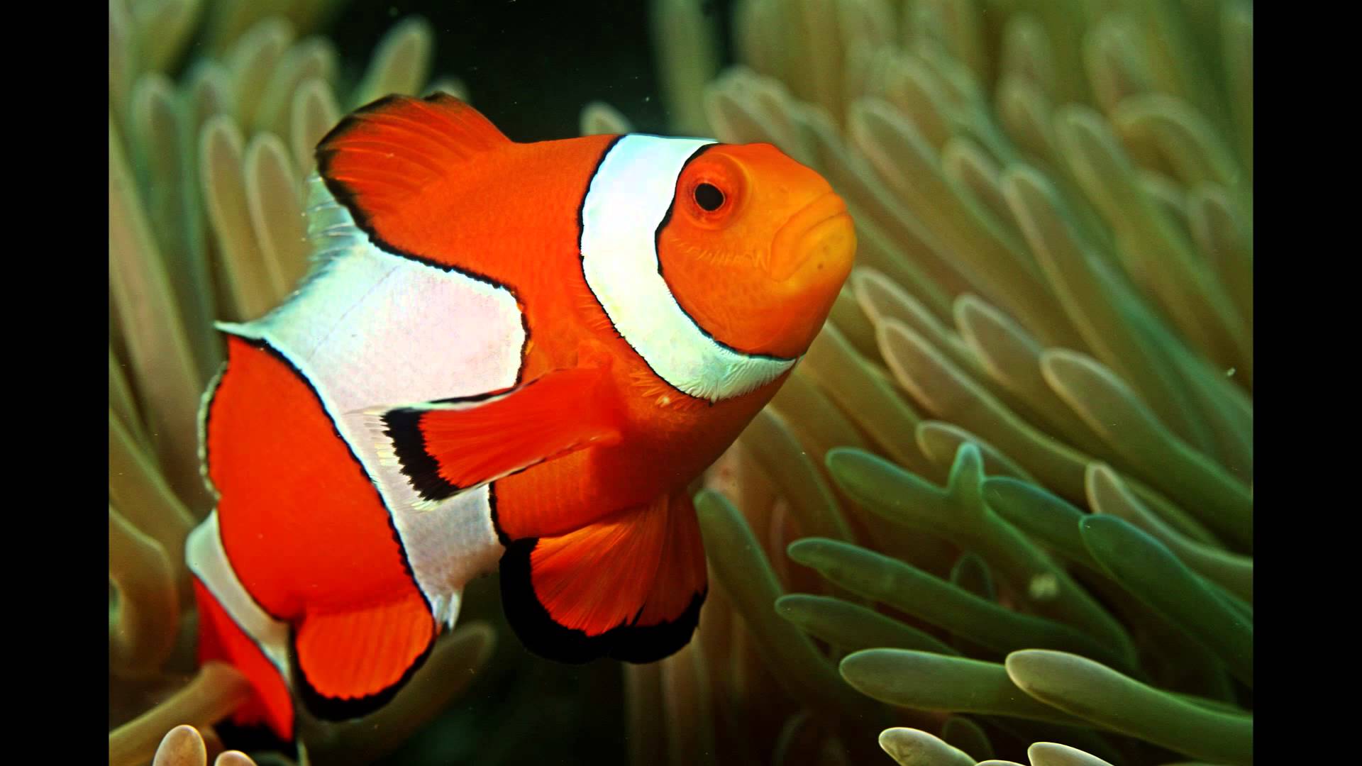 Focus on Species: Clownfish (aka anemonefish) - YouTube
