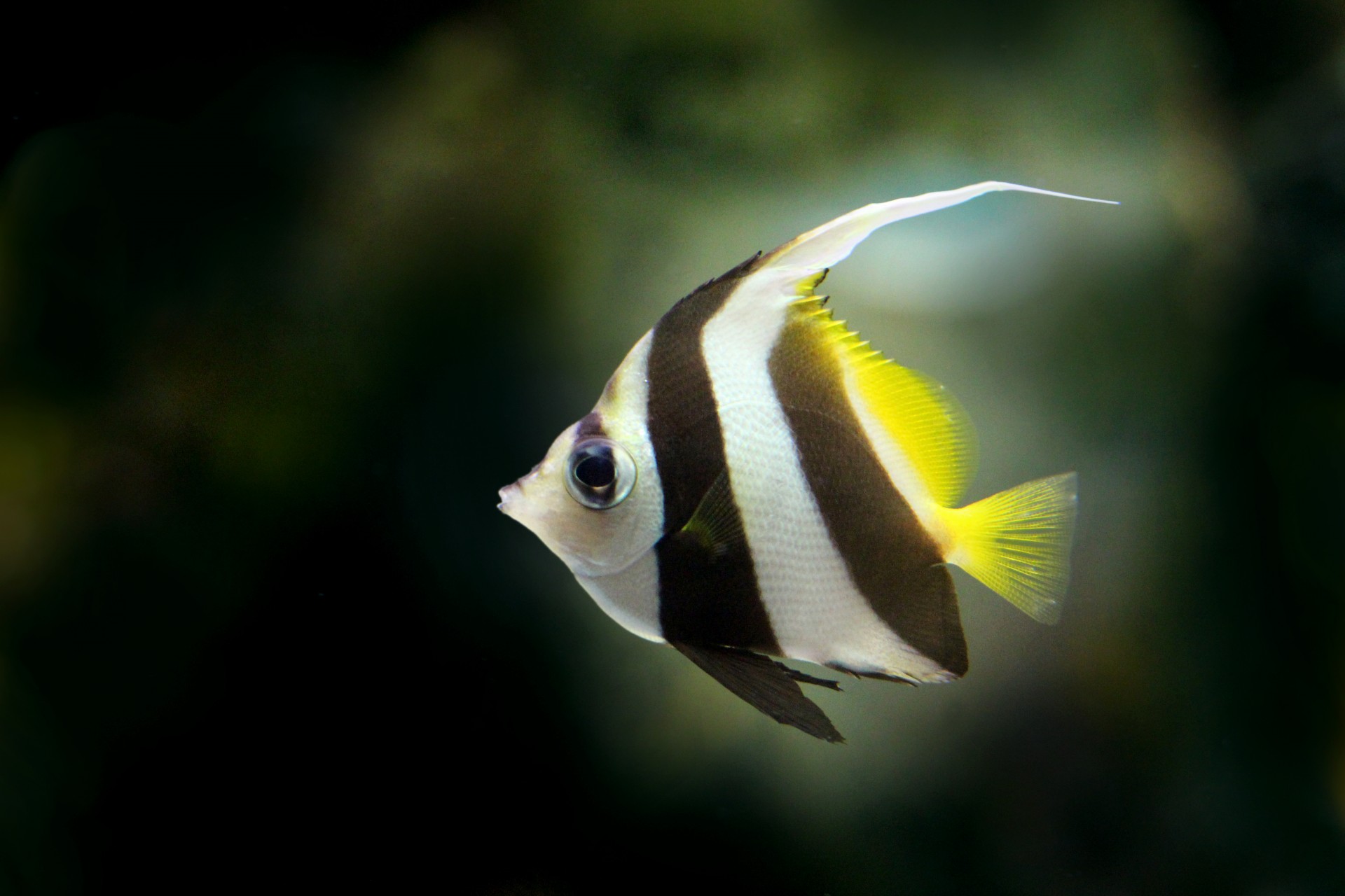 Angelfish Free Stock Photo - Public Domain Pictures
