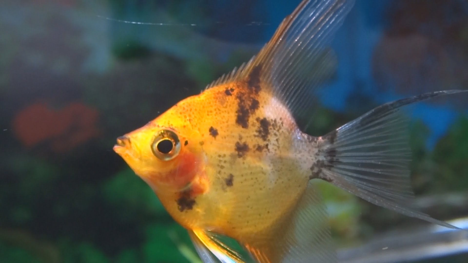 How to care for angelfish - YouTube