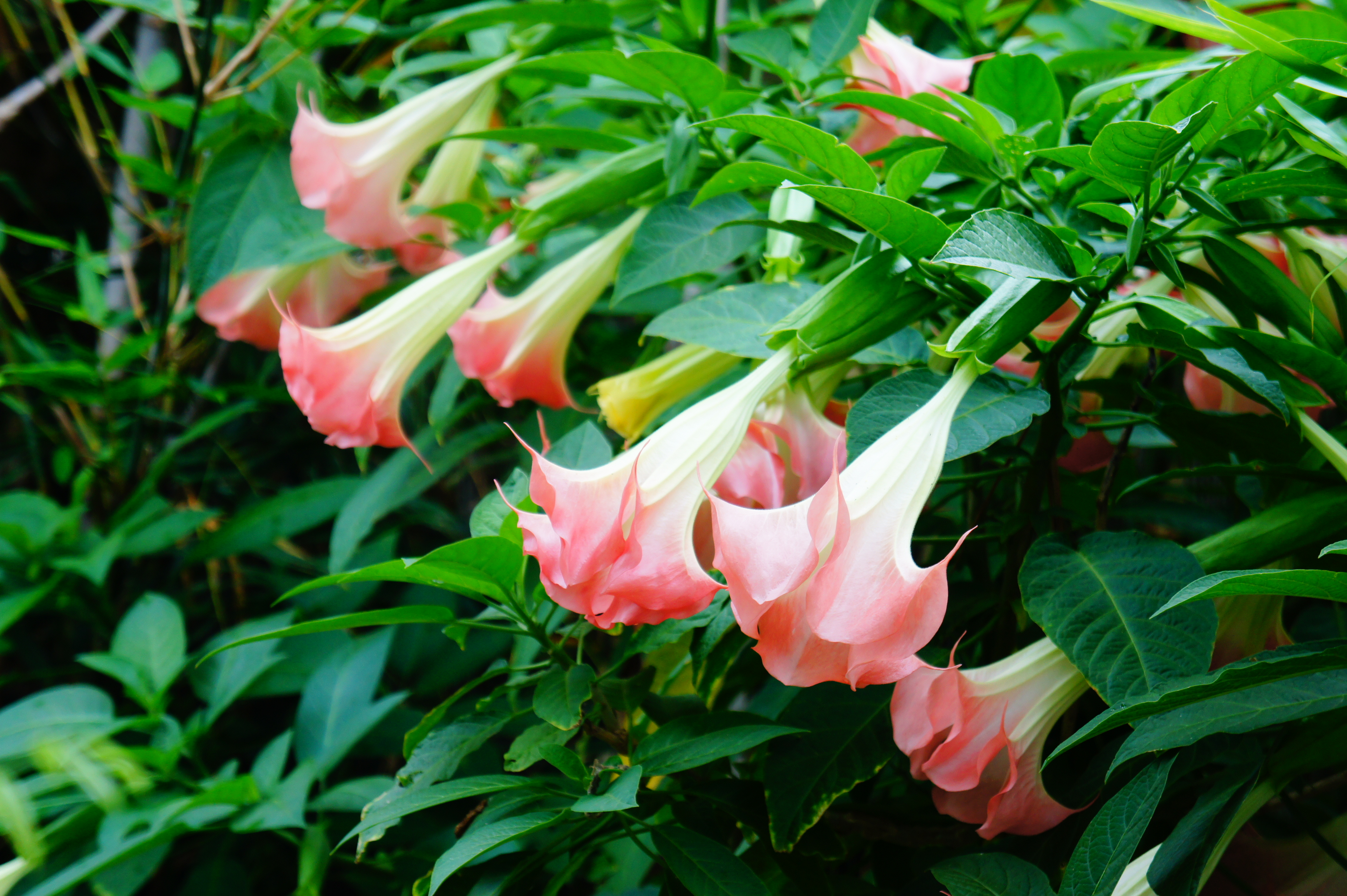 Бругмансия цветок розовая