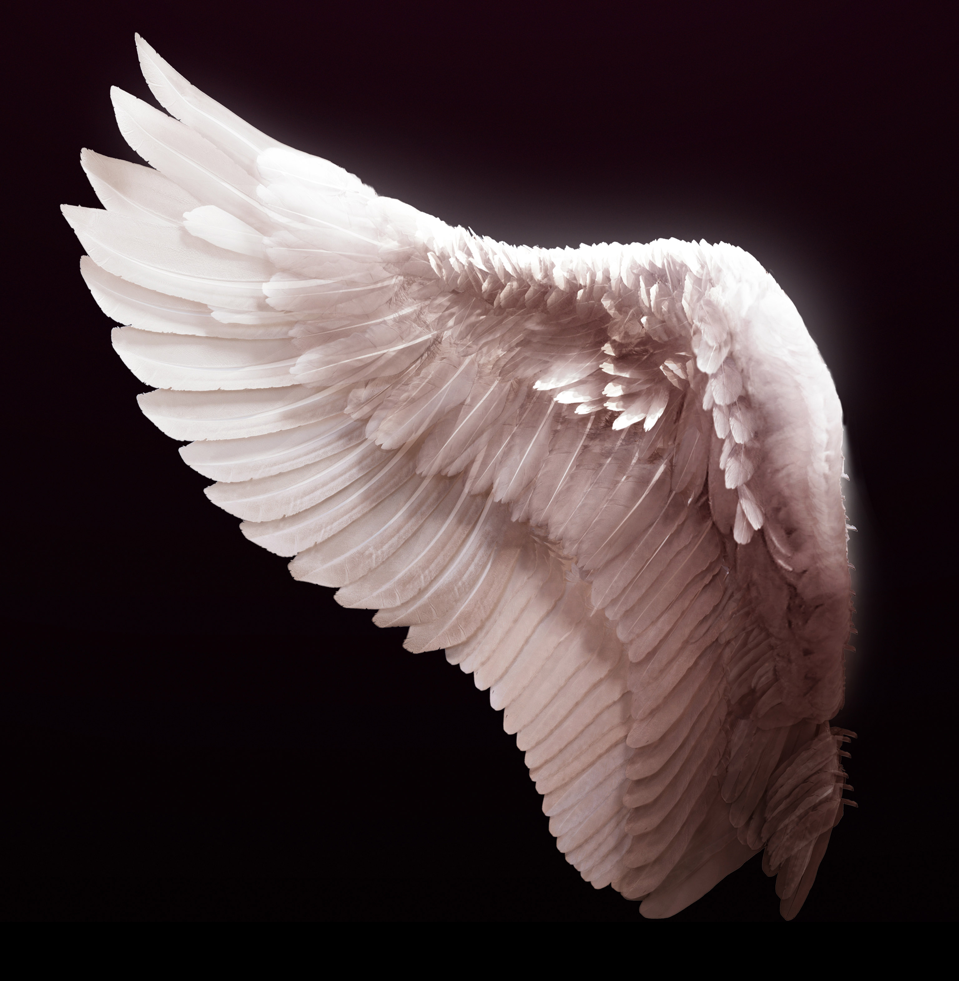 Free photo: Angel wing - Angel, Feathers, White - Free Download - Jooinn