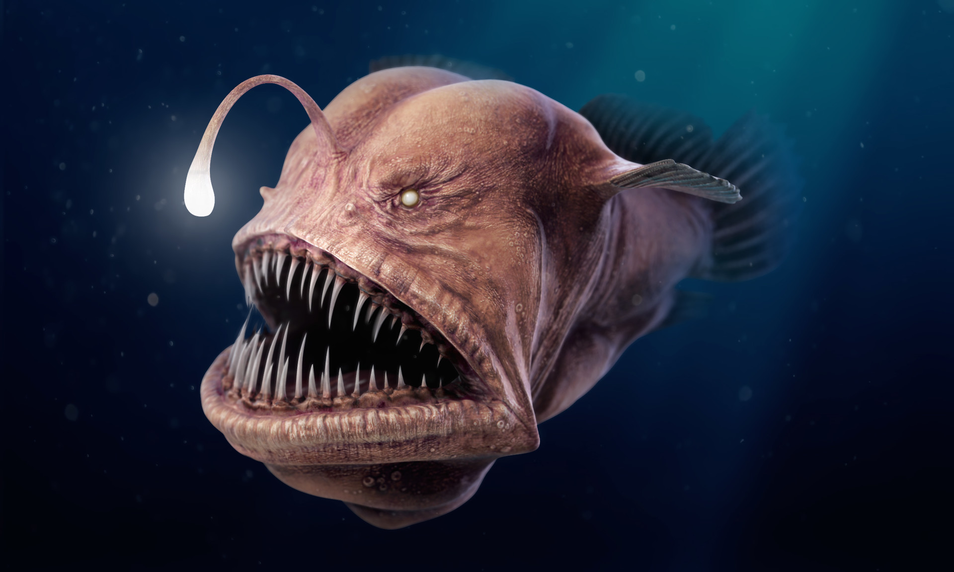 Angler Fish - 3D model by Thomas Veyrat - Sketchfab