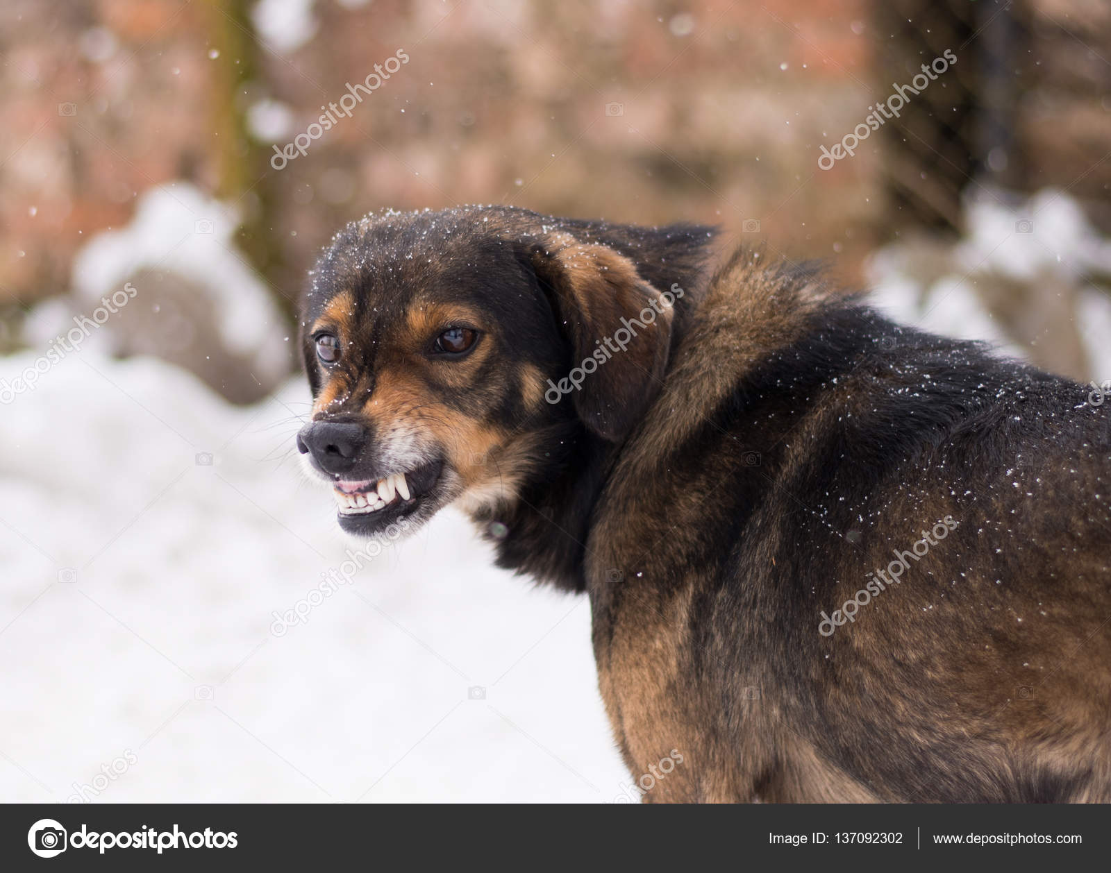 Aggressive, angry dog — Stock Photo © plysuikvv.gmail.com #137092302