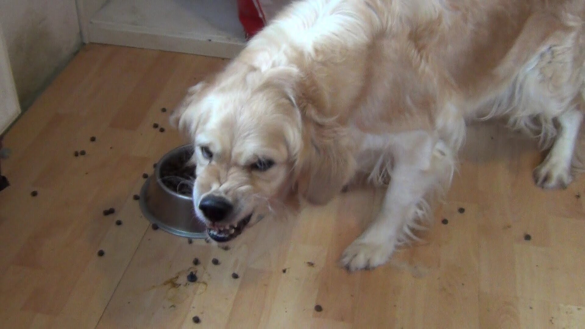 Angry eating dog - YouTube