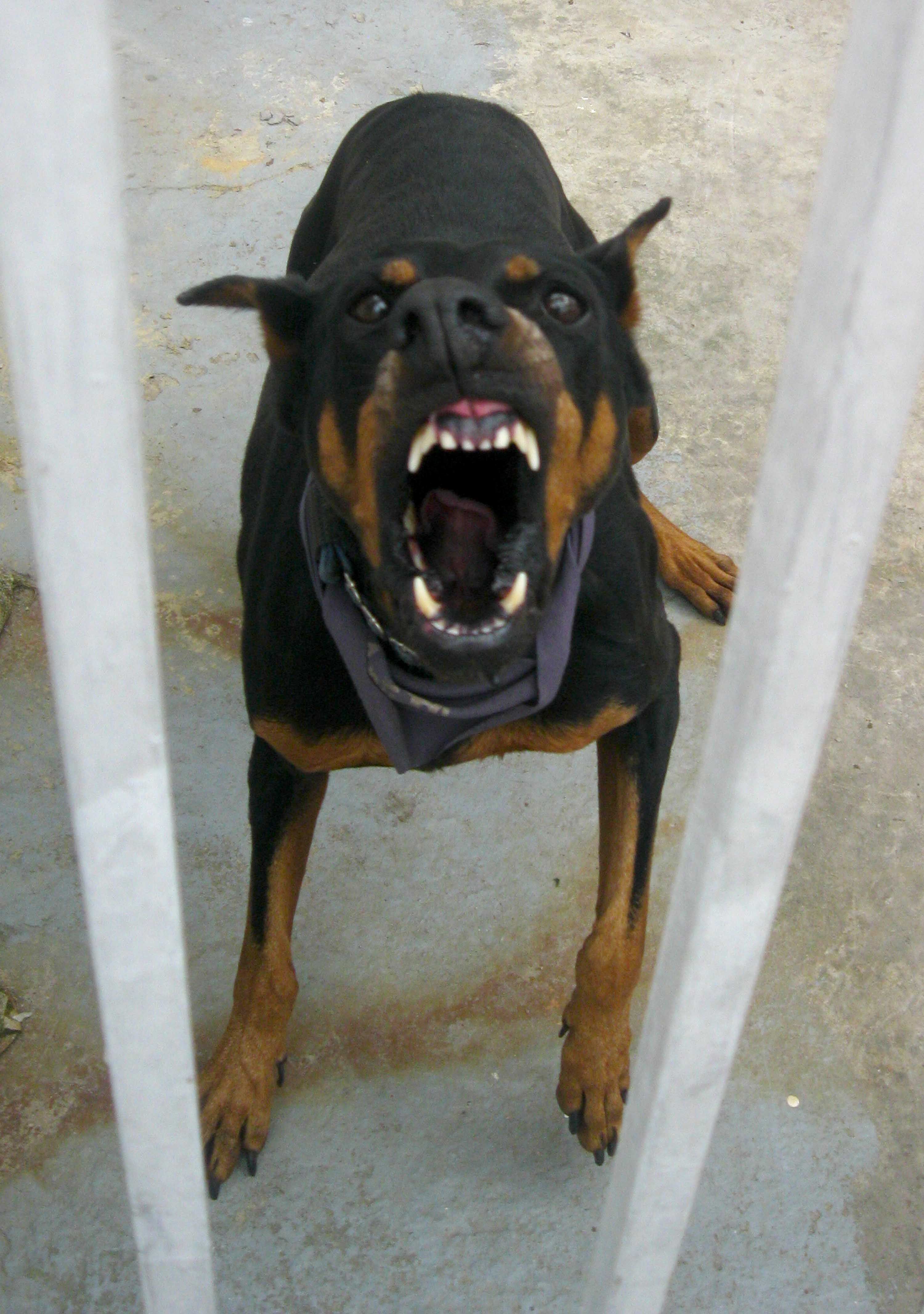 Photo of a random angry dog... | Angry Dogs | Pinterest | Dobermans ...