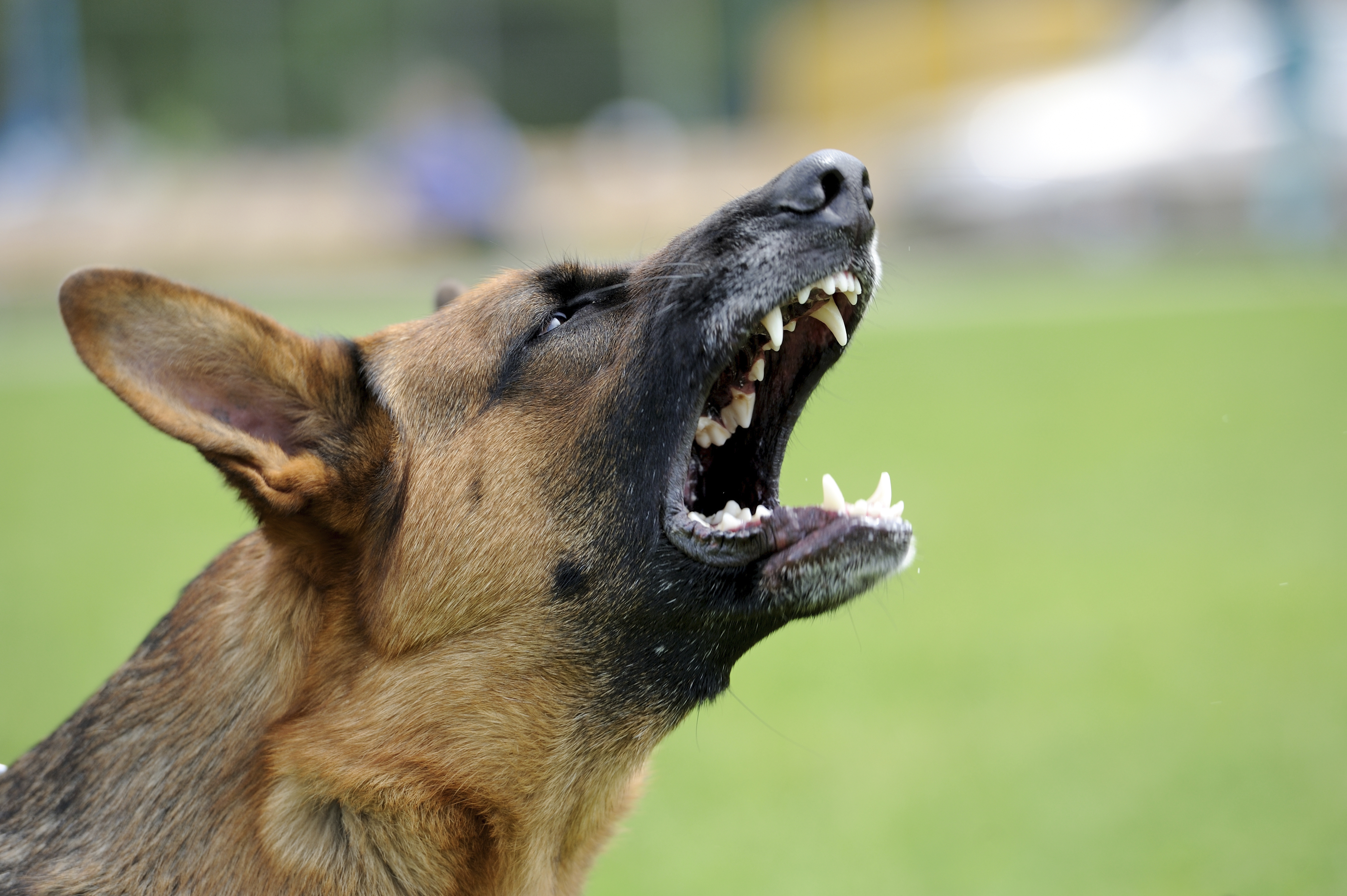 Angry dog | Schuelke Law