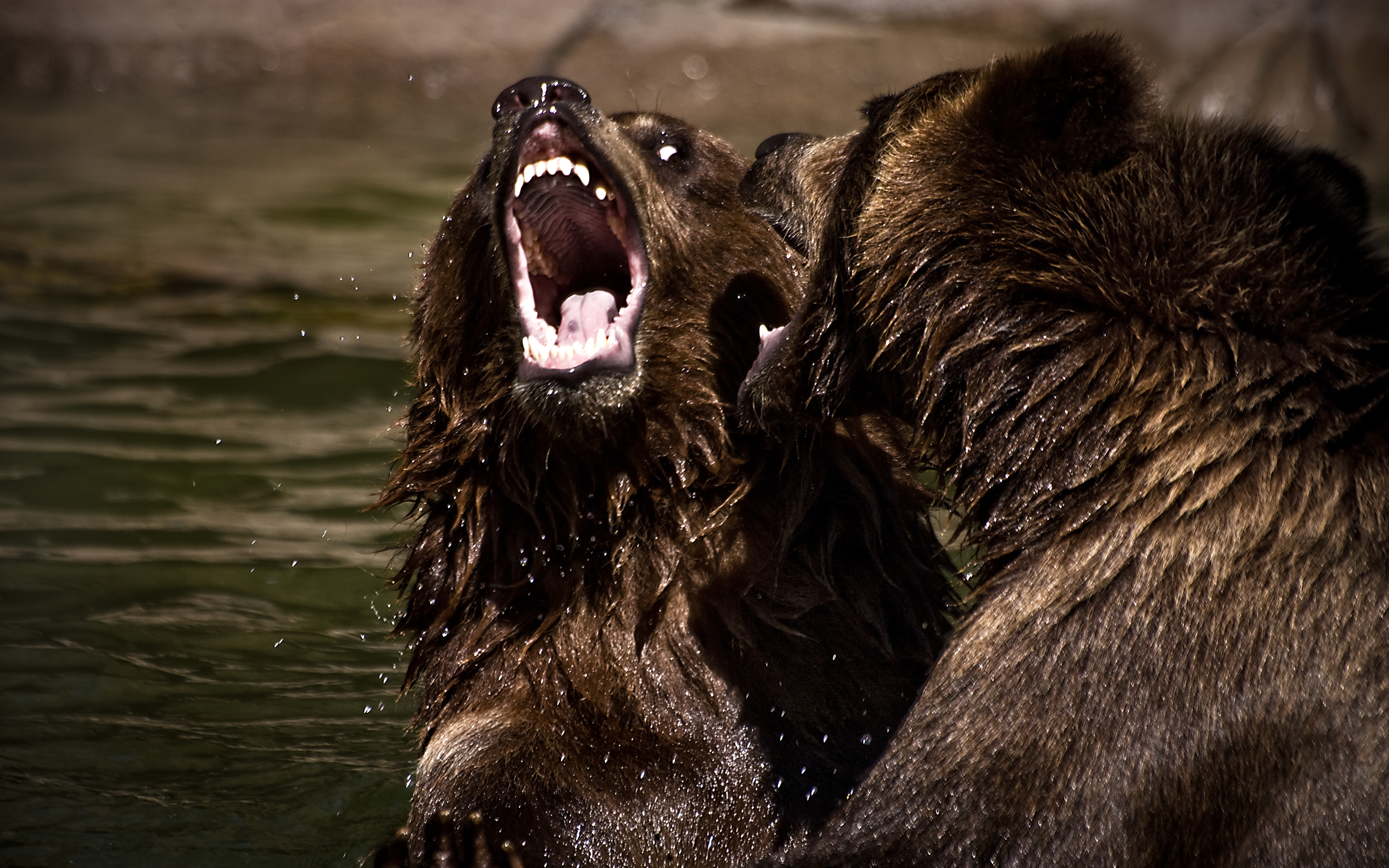 Игры медведи против медведей. Бои животных. Медведи дерутся. Битва медведей.