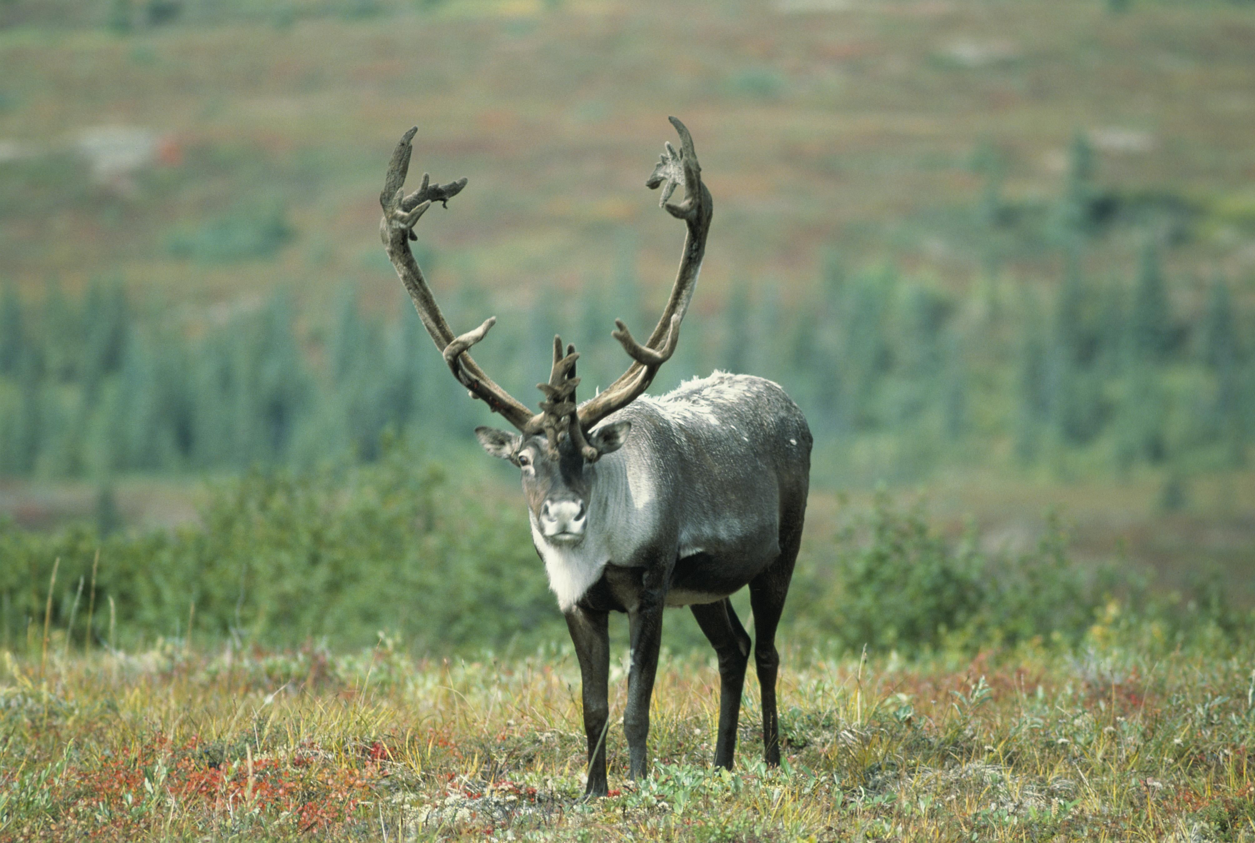 File:Caribou animal gazes.jpg - Wikimedia Commons
